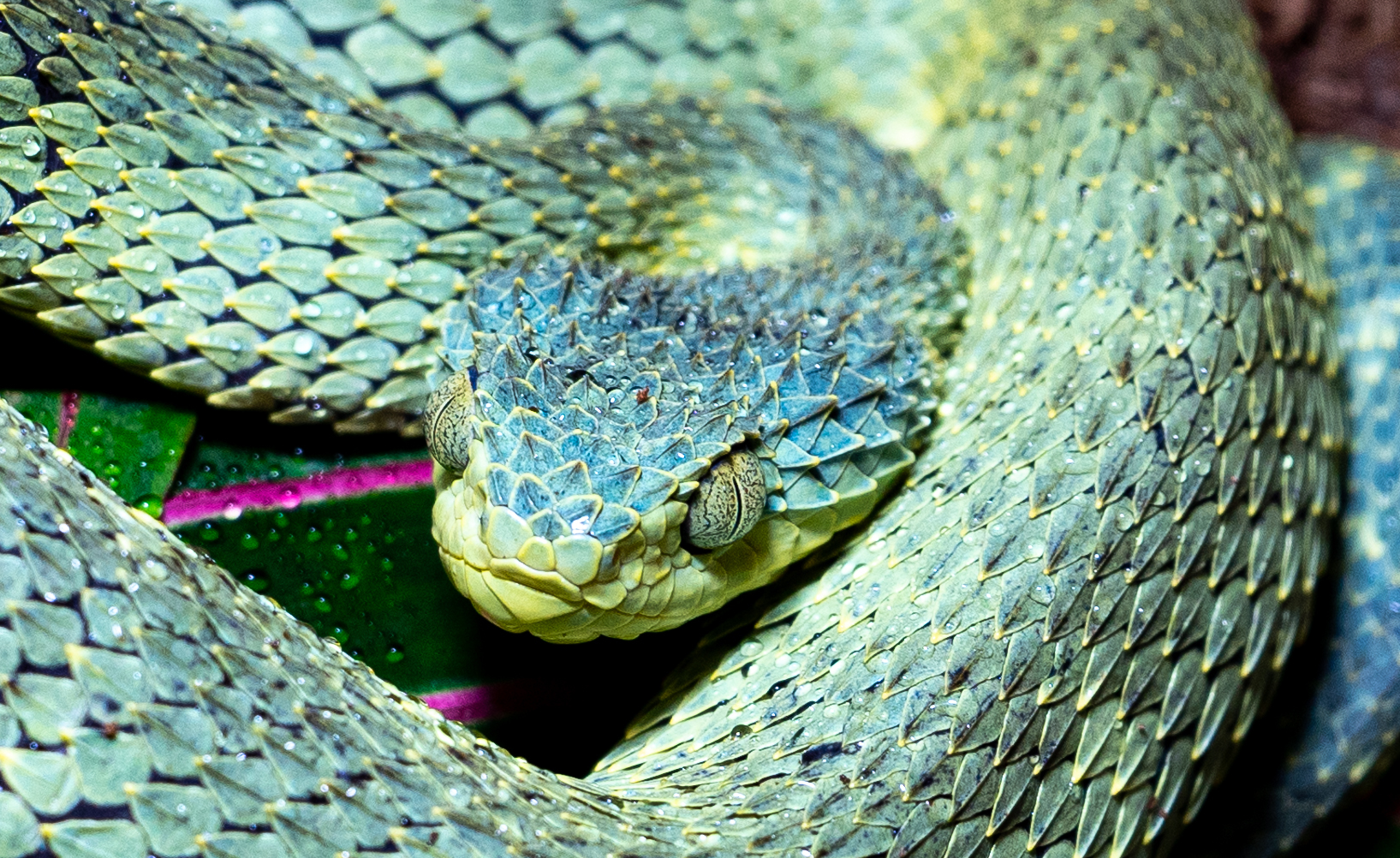 Garrett OnlyFans header