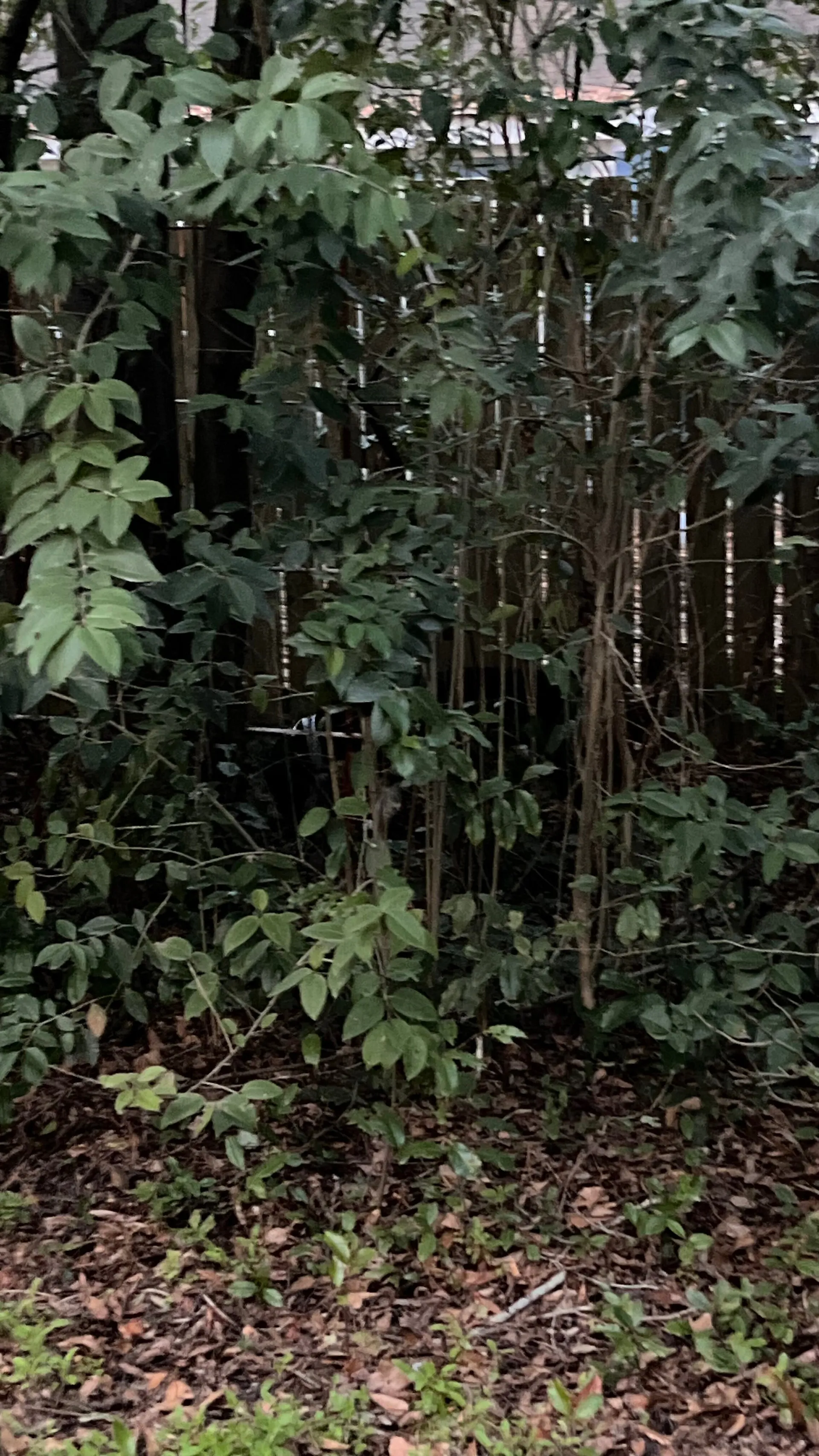 Aul My Love OnlyFans header