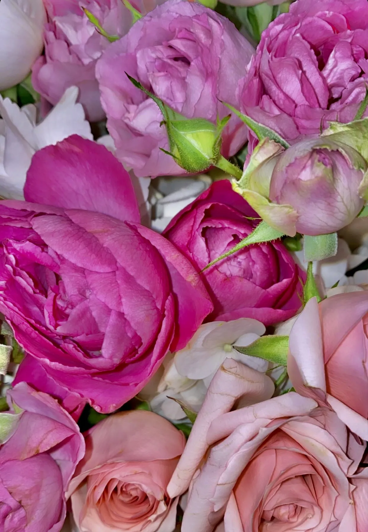 Irene OnlyFans header