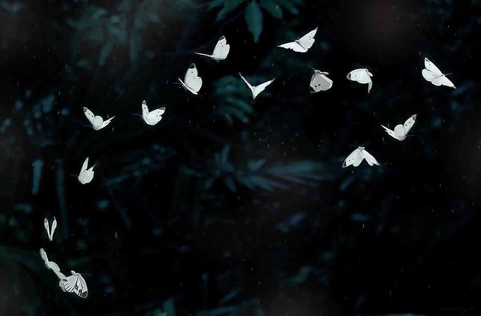 Ayane OnlyFans header