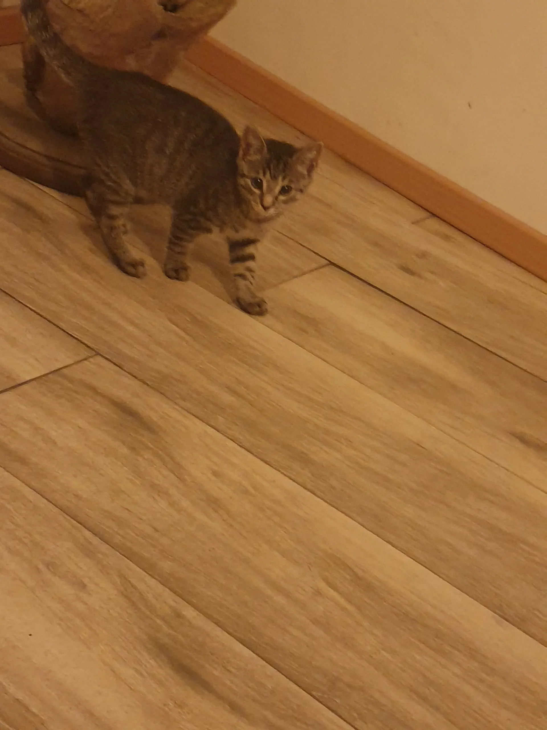 Azaroky OnlyFans header