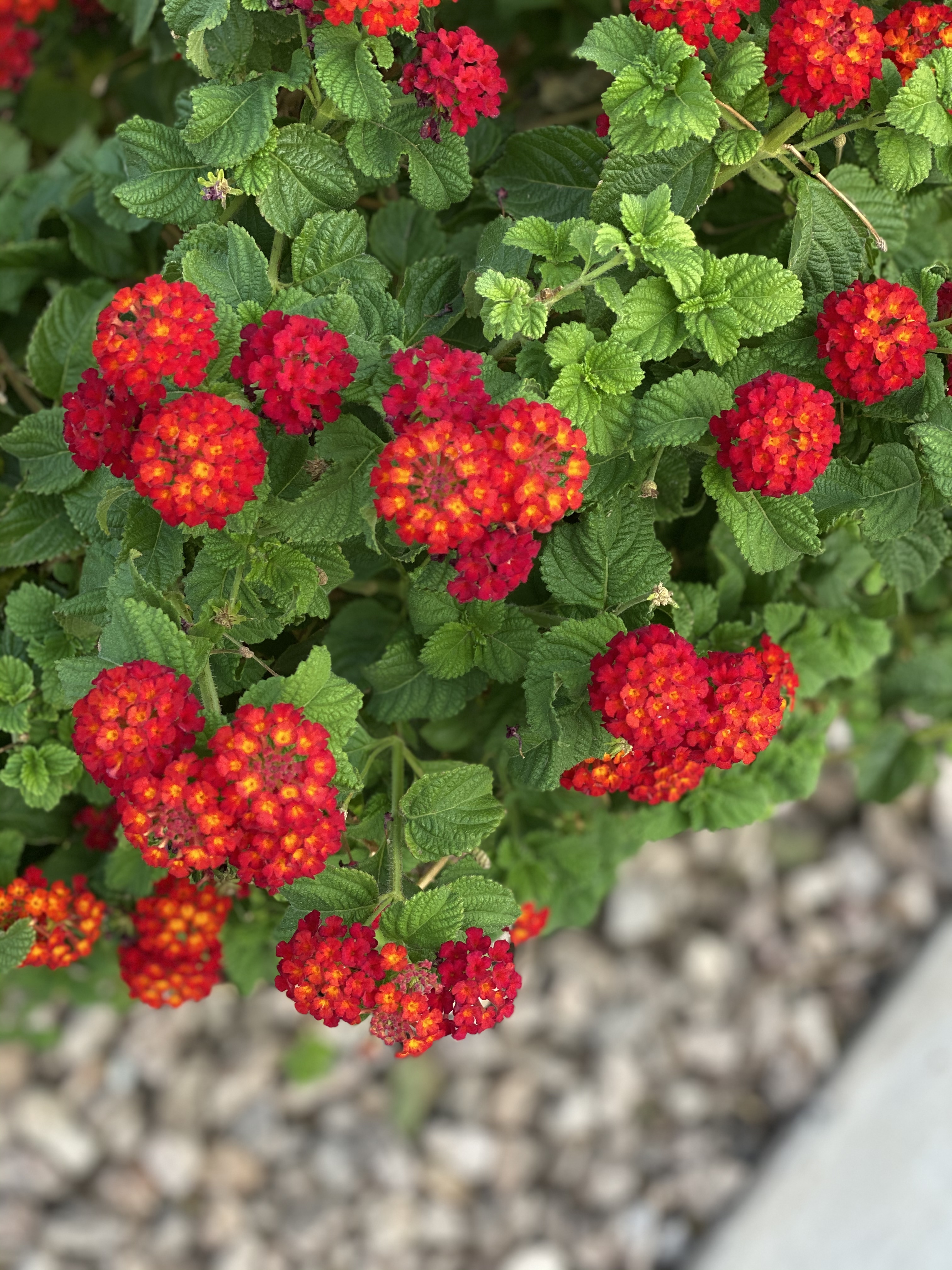 AzMamacita OnlyFans header