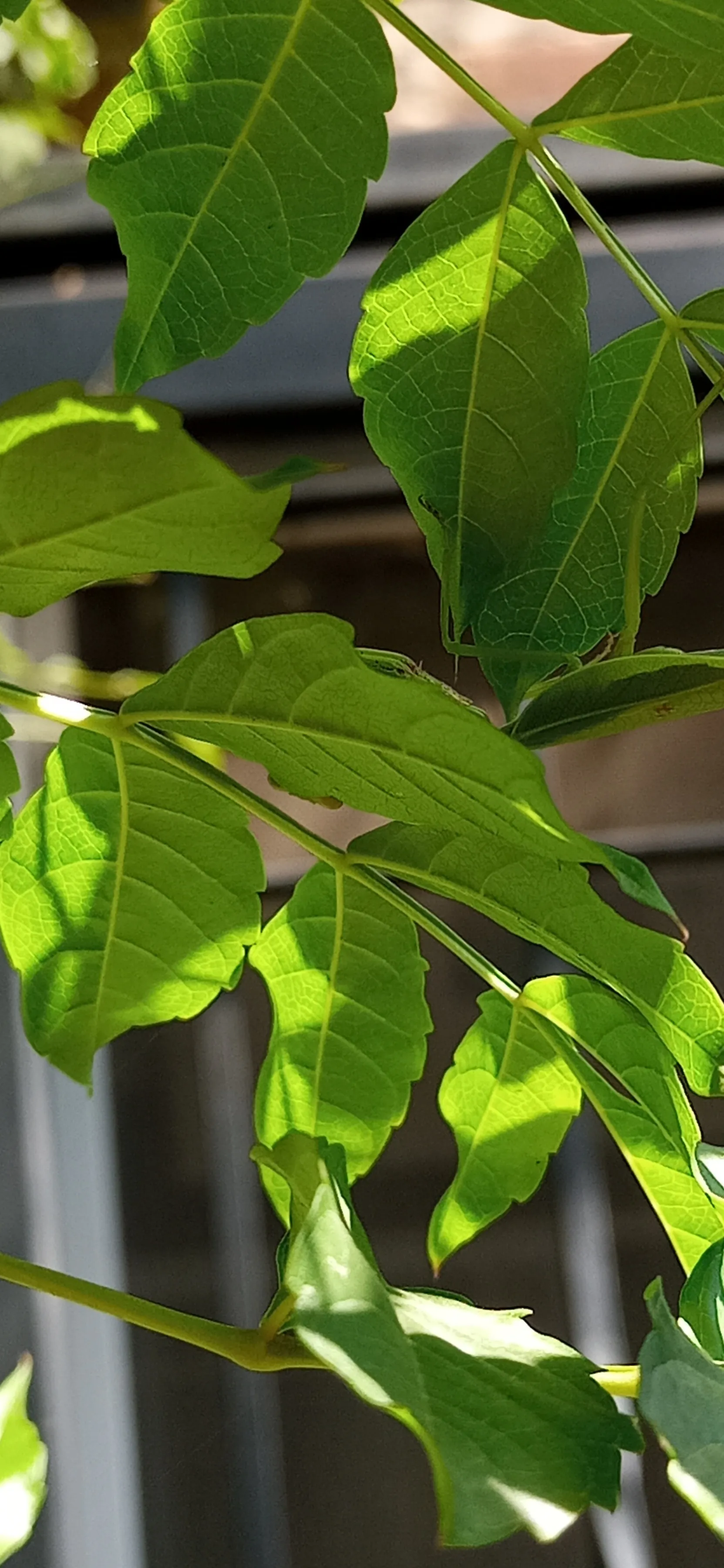 💙 OnlyFans header