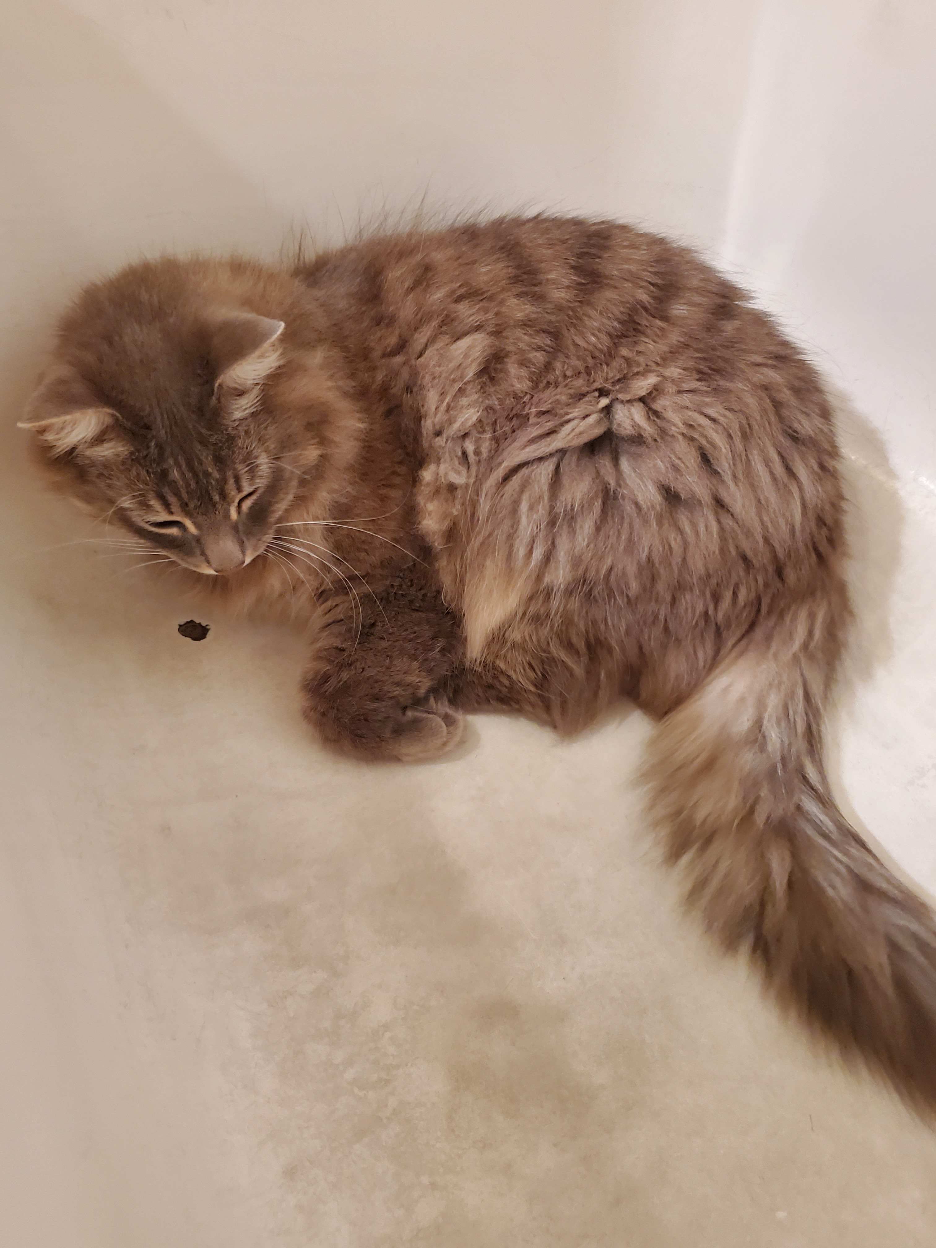 Kitty Blue OnlyFans header