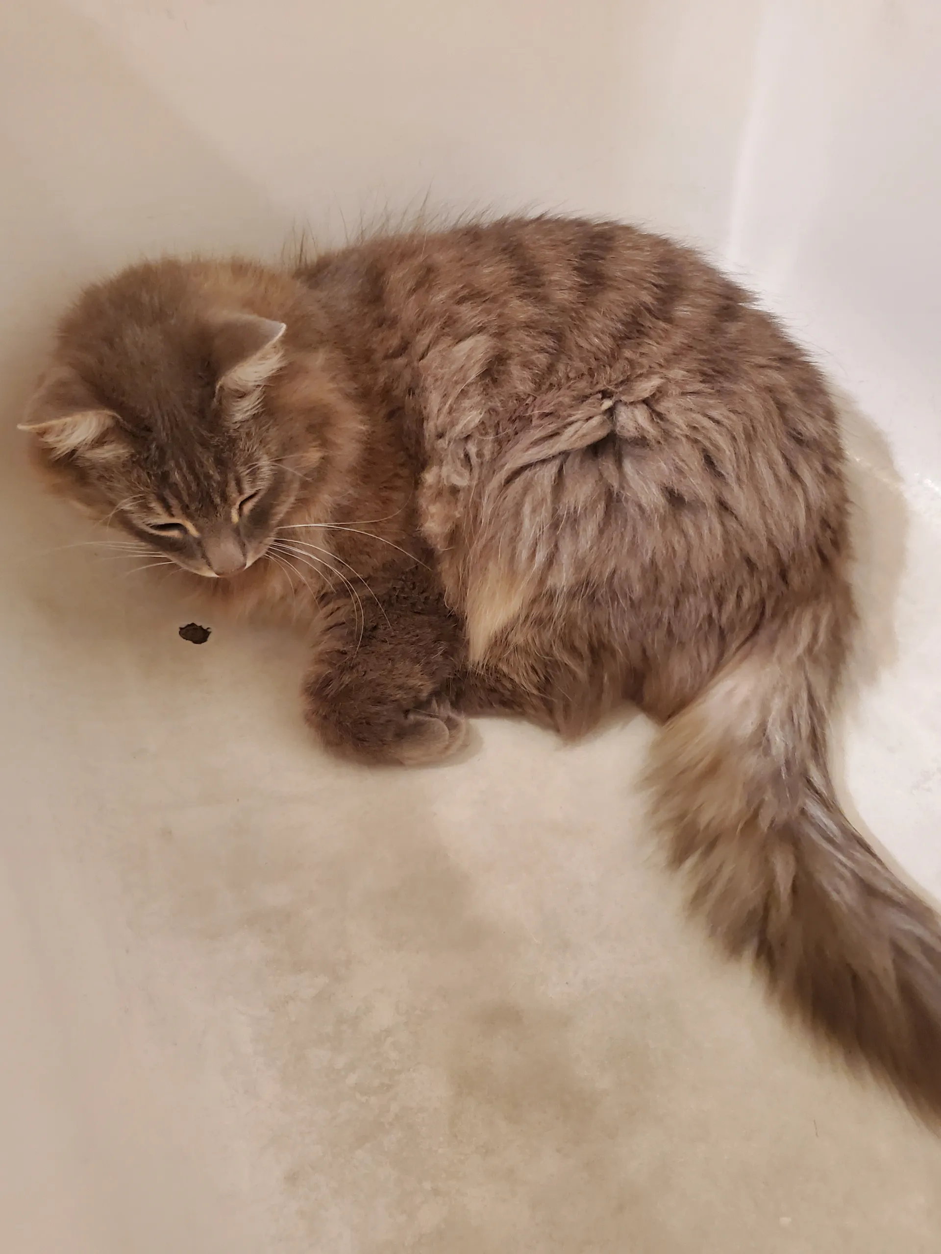 Kitty Blue OnlyFans header