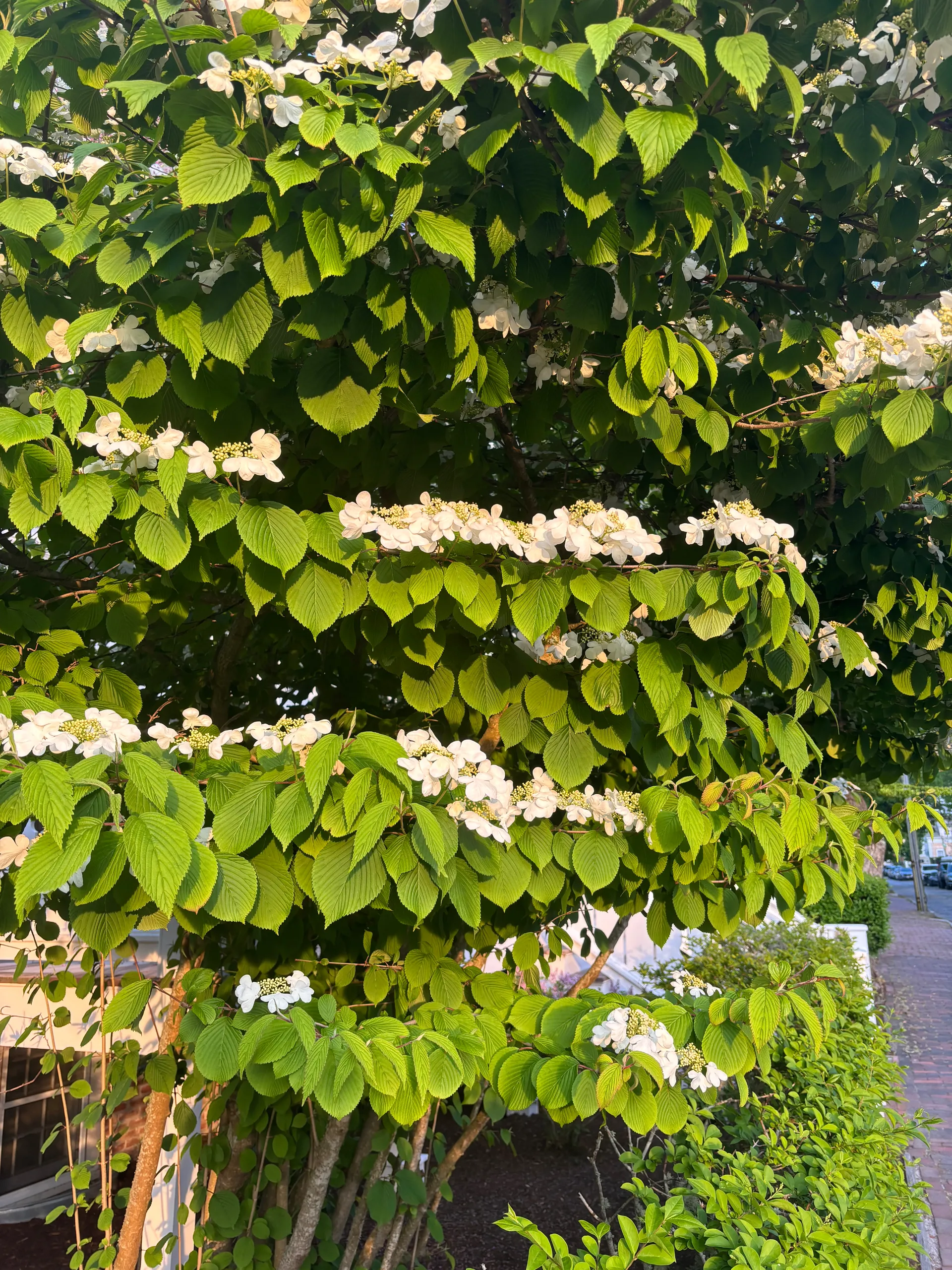 AzzieArts OnlyFans header