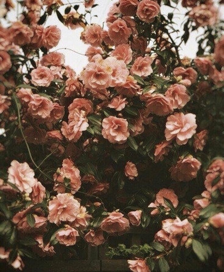 𝕻𝖗𝖎𝖓𝖈𝖊𝖘𝖘 𝕯𝖔𝖑𝖑 OnlyFans header