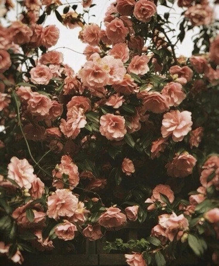 𝕻𝖗𝖎𝖓𝖈𝖊𝖘𝖘 𝕯𝖔𝖑𝖑 OnlyFans header