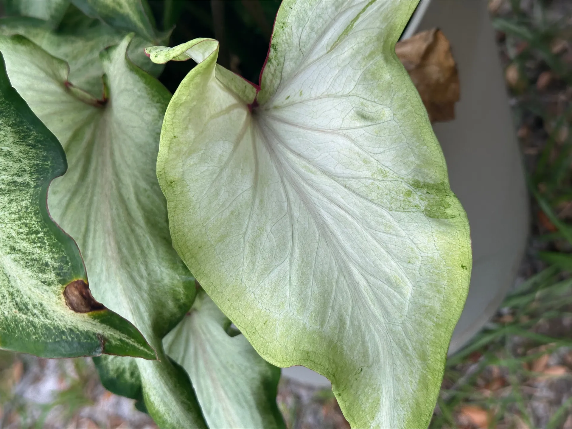 Kenzie💜 OnlyFans header