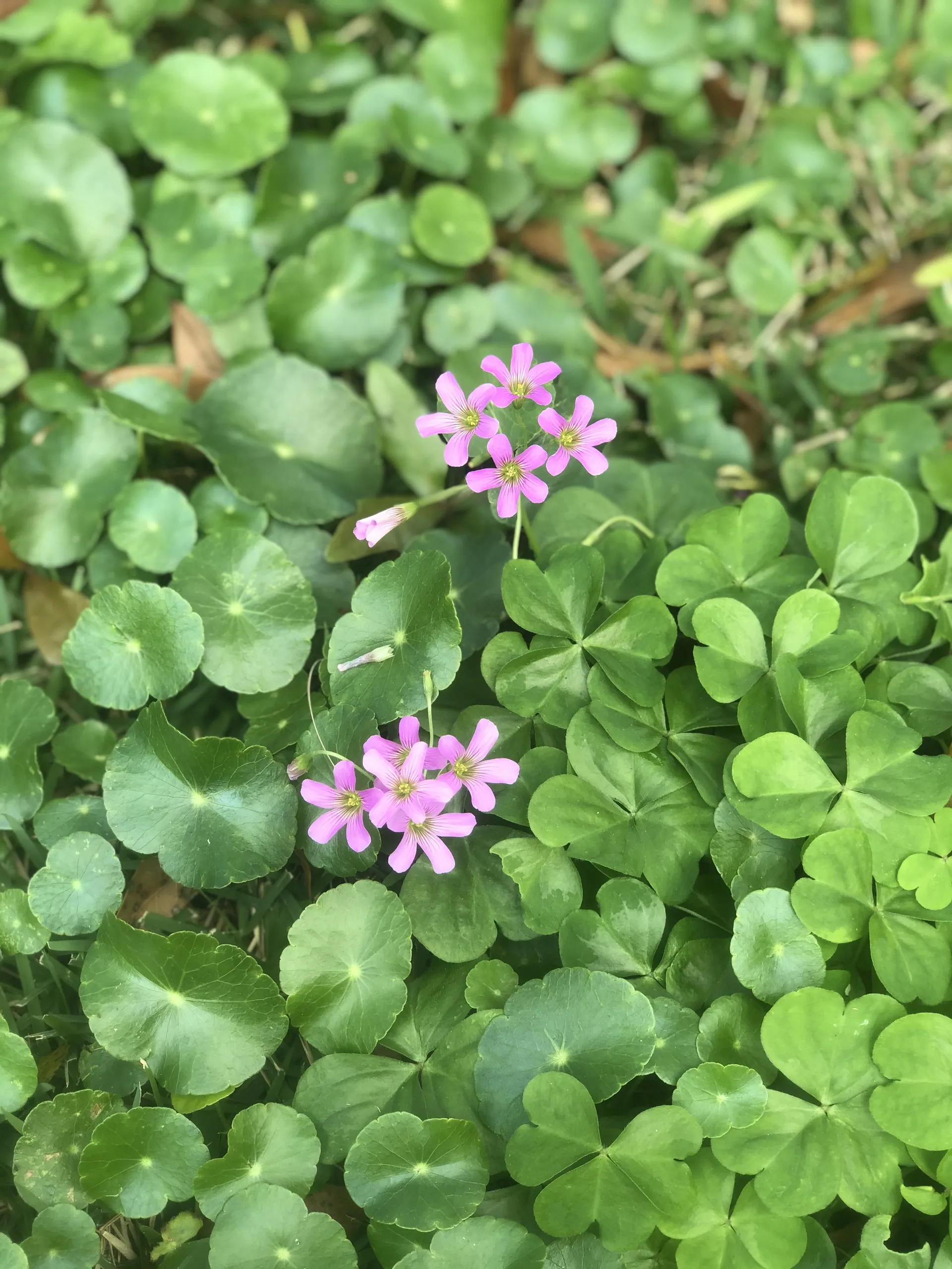 bad idea OnlyFans header