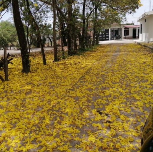 Nico💛😋✨ OnlyFans header