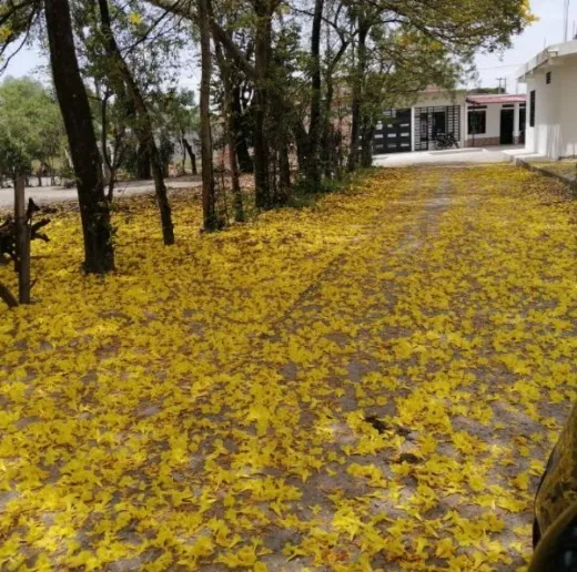 Nico💛😋✨ OnlyFans header