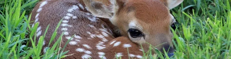 Bambi Bouchet 46I Big Boobs BBW OnlyFans header