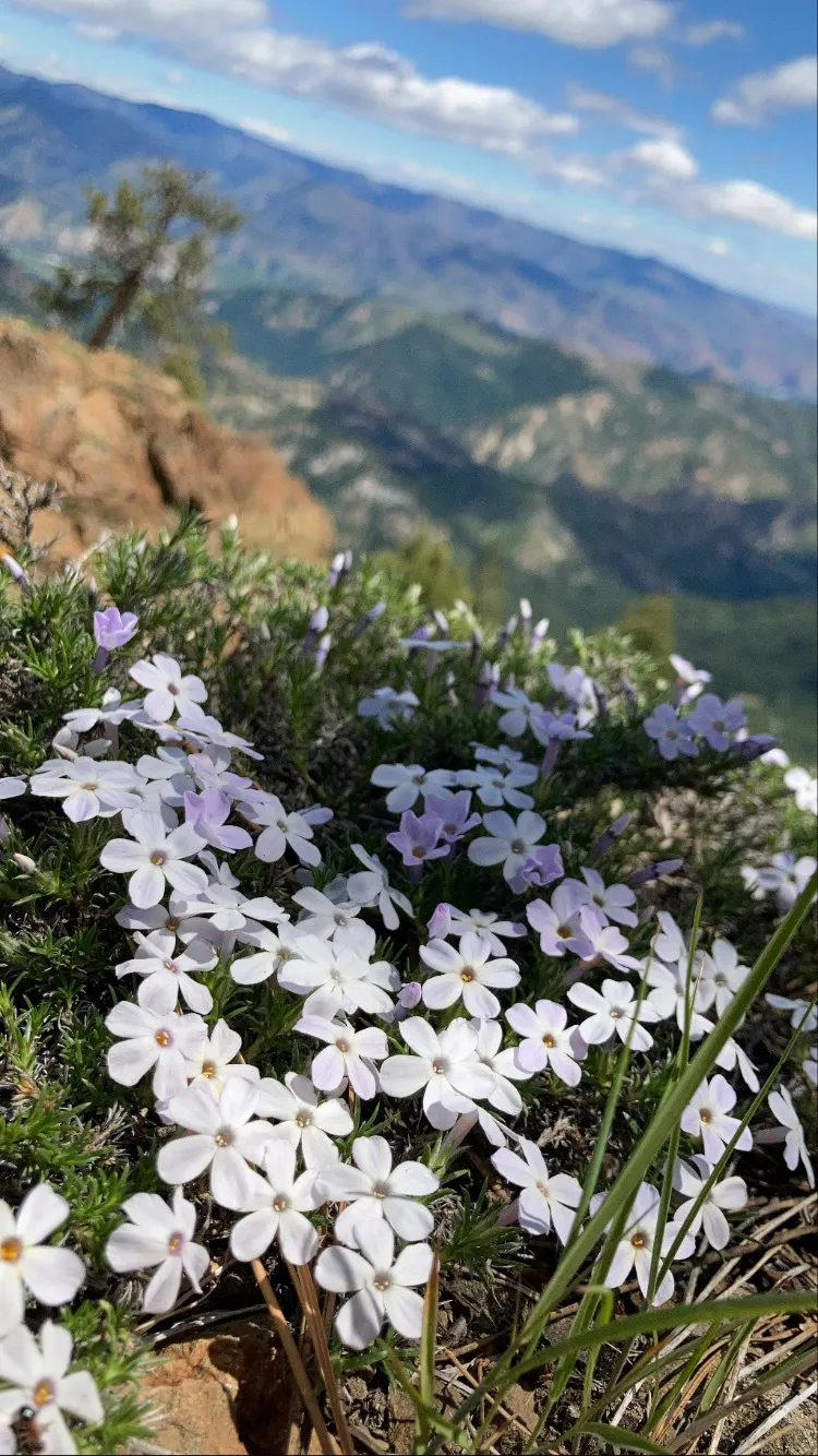 Hanna Bananabis OnlyFans header