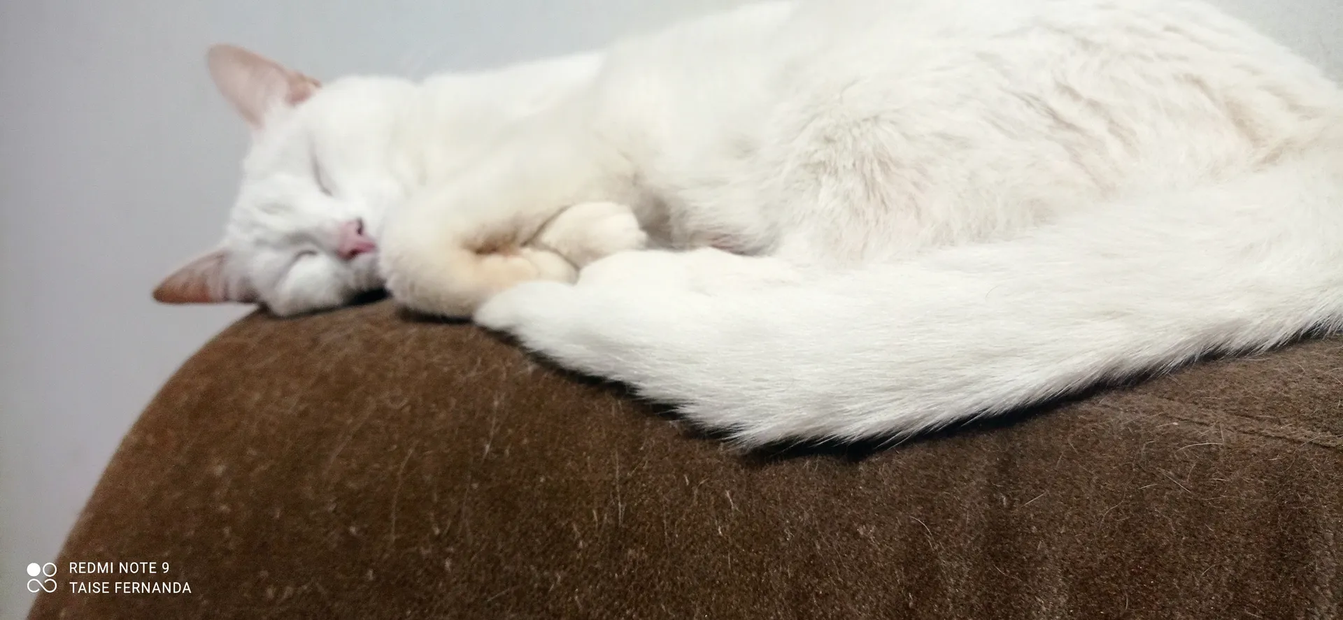 Nina OnlyFans header