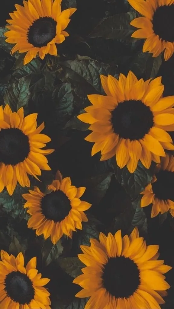 Bombón OnlyFans header