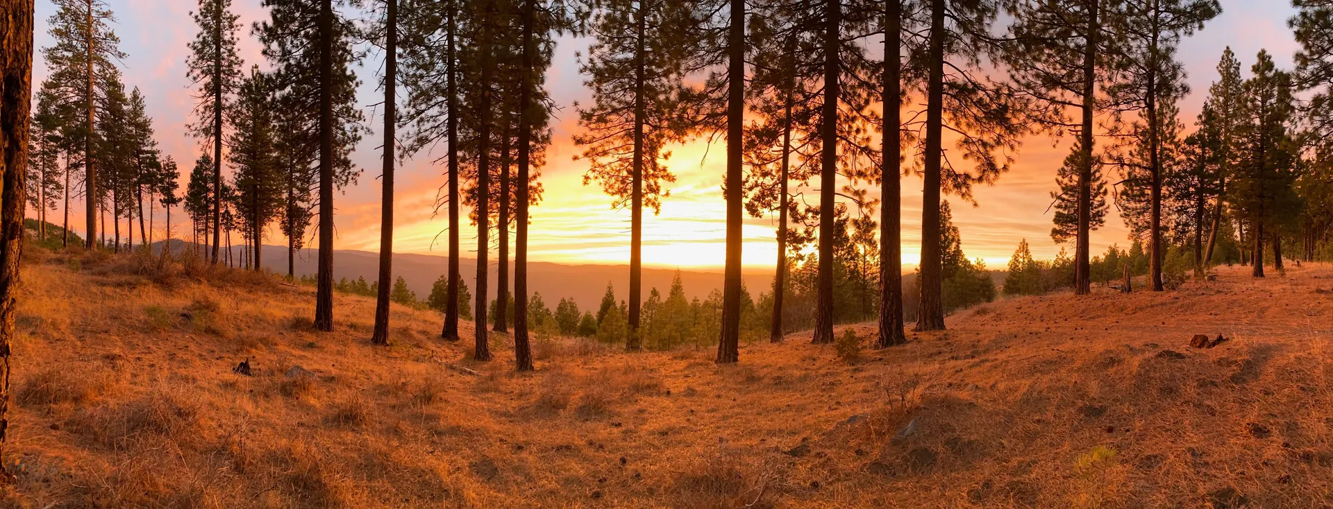 Cherry OnlyFans header