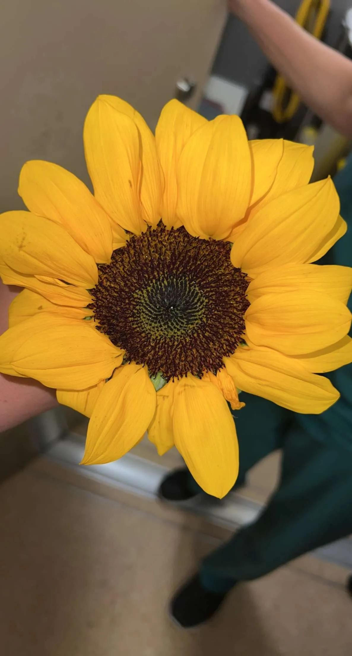 Caitxo OnlyFans header