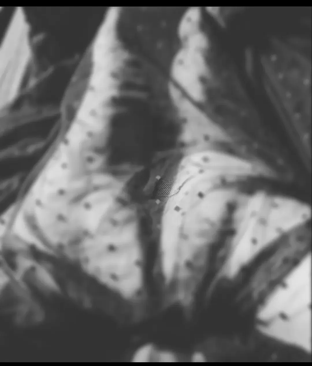 BBWprincess36 OnlyFans header