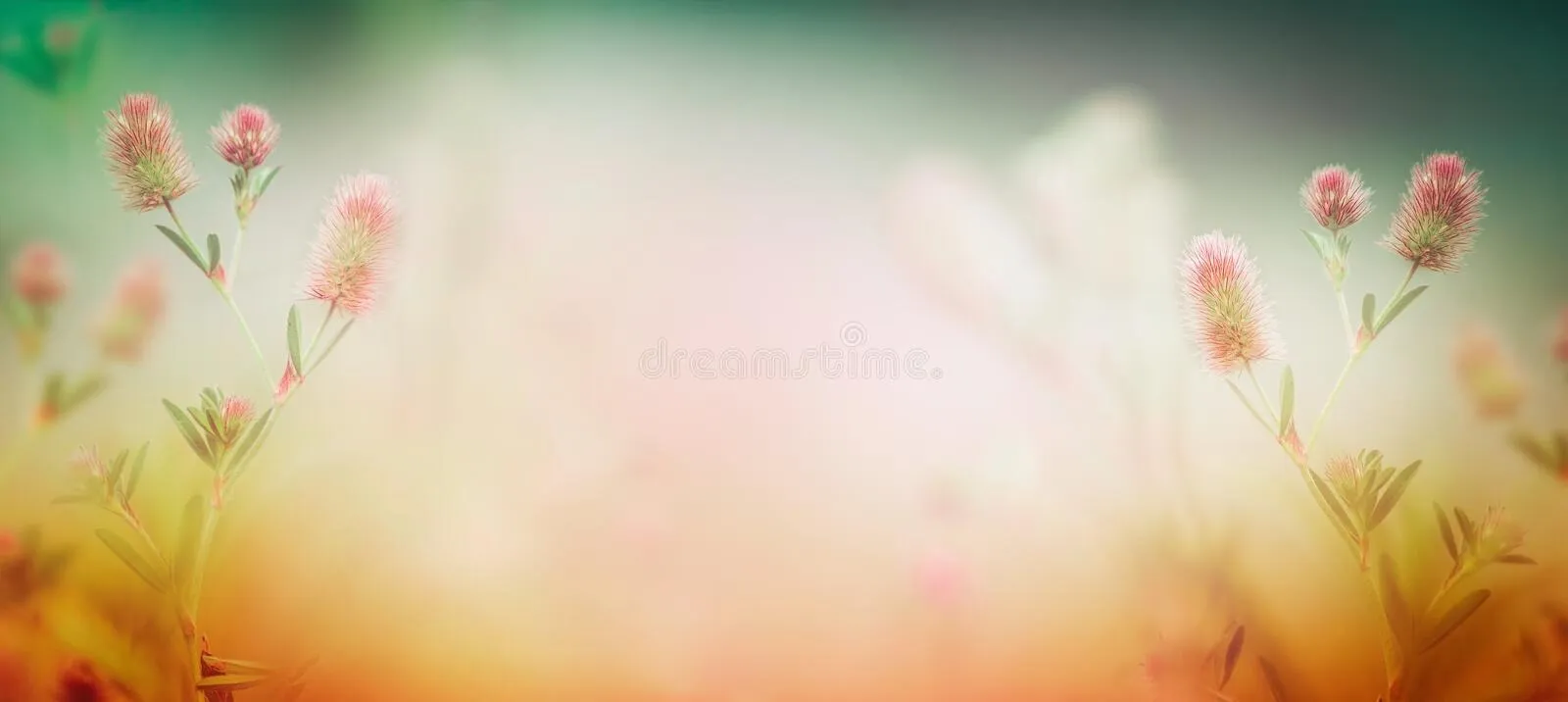 Amanda Sharp OnlyFans header