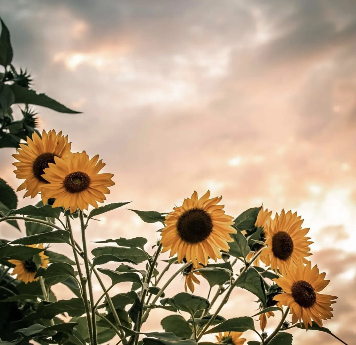 🌻 bby blxss 🌻 OnlyFans header