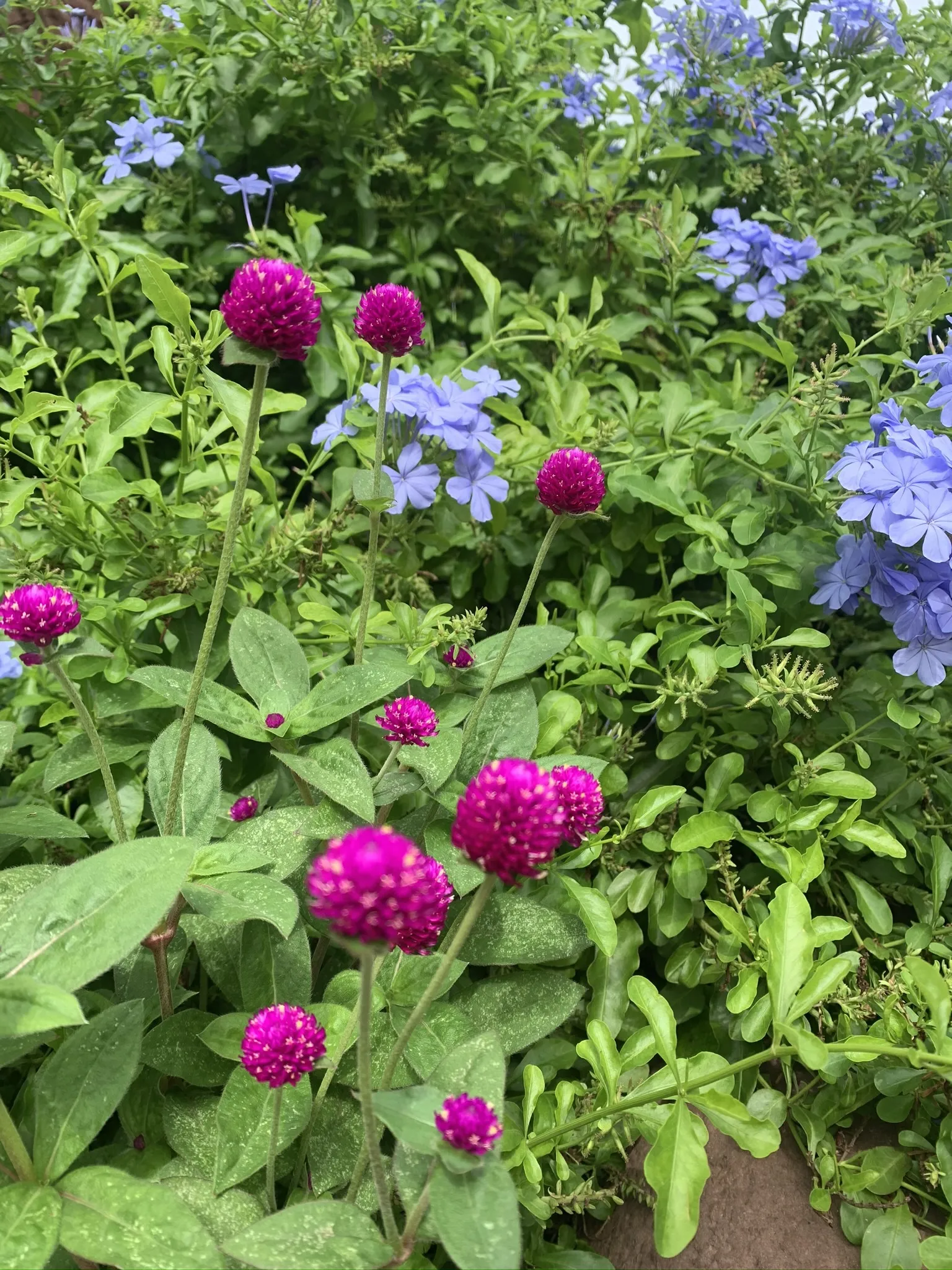 Emily OnlyFans header