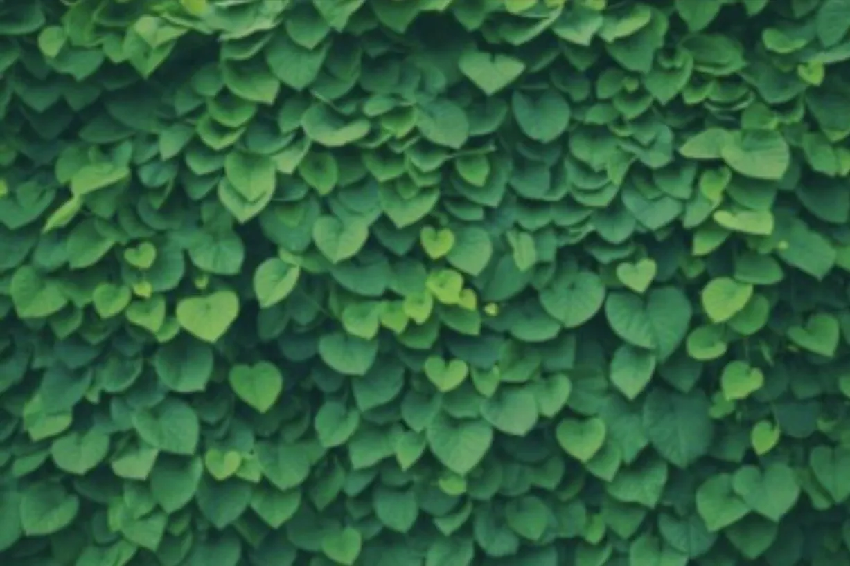 El OnlyFans header