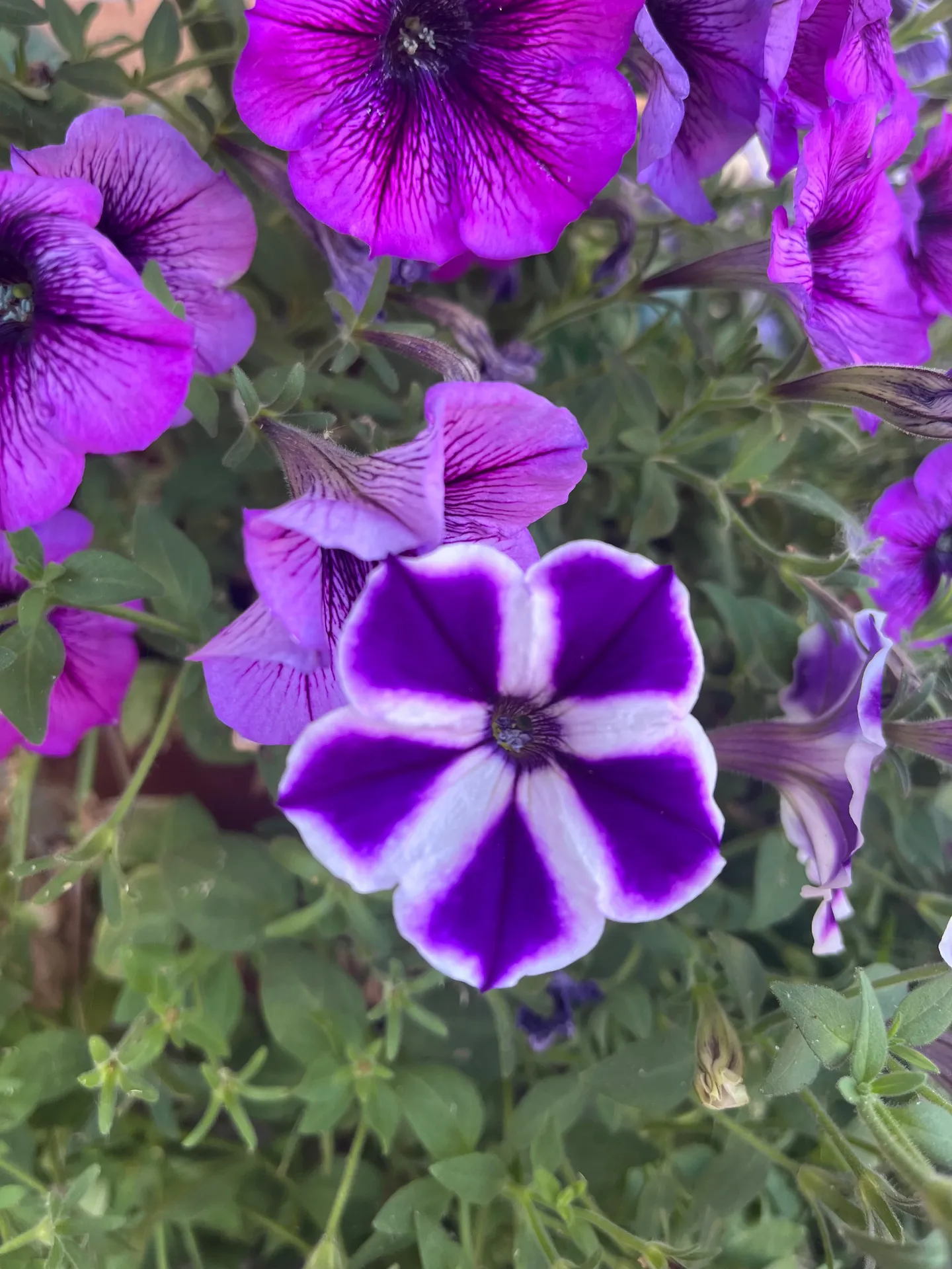 bbyjean OnlyFans header