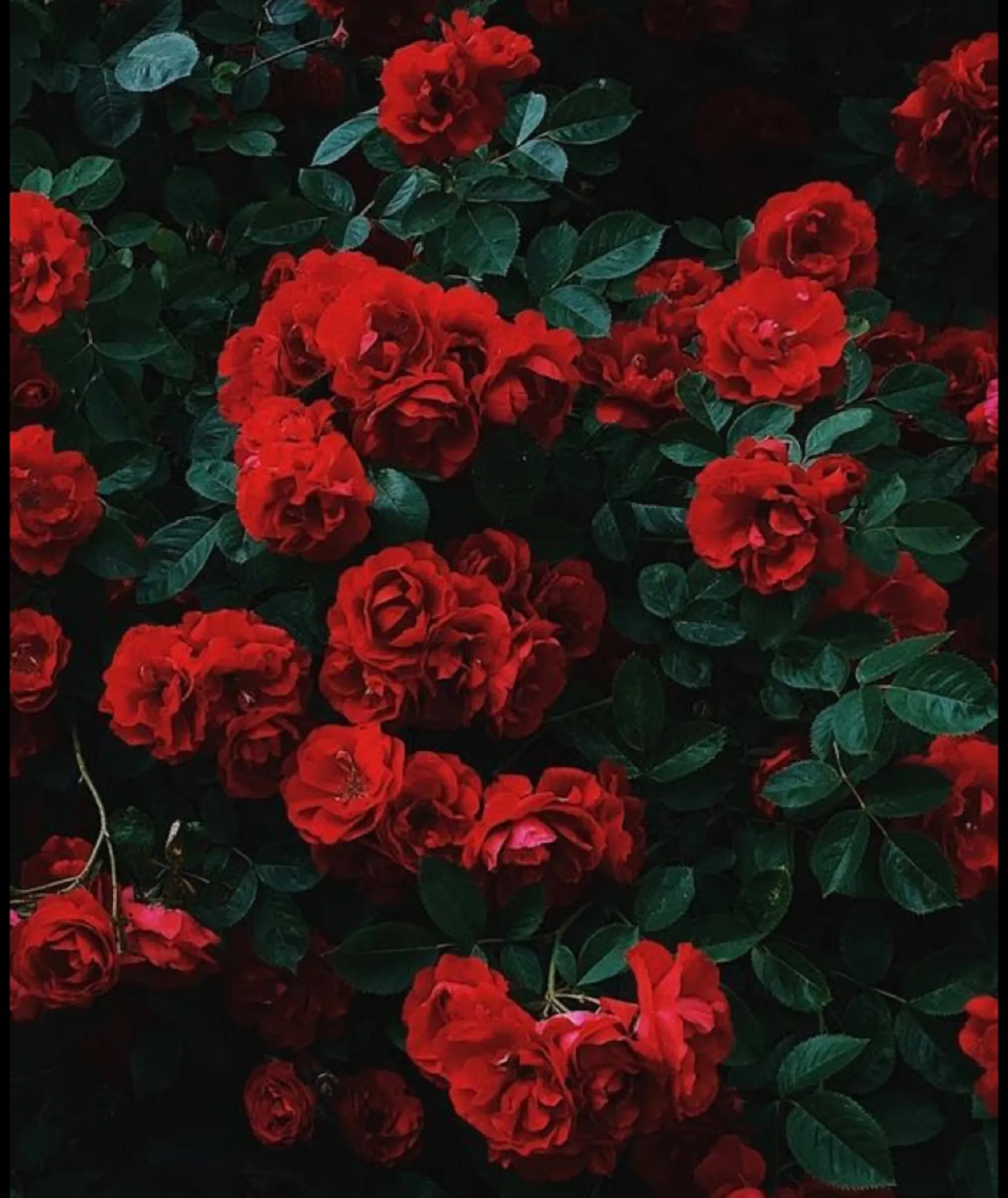 Rose 🥀✨ OnlyFans header