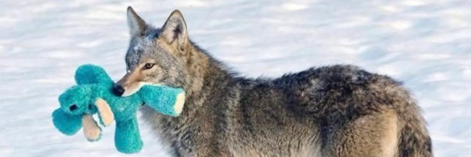 wolf OnlyFans header