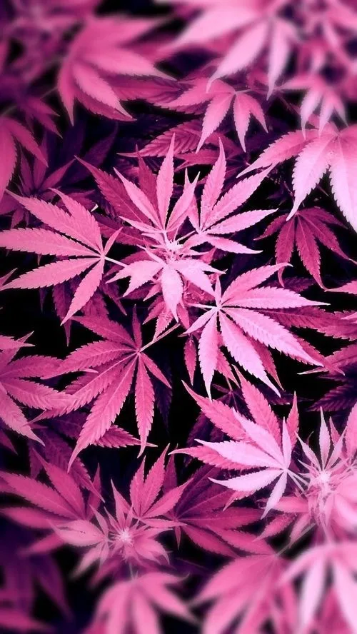 Kimi Kush 🌙 OnlyFans header