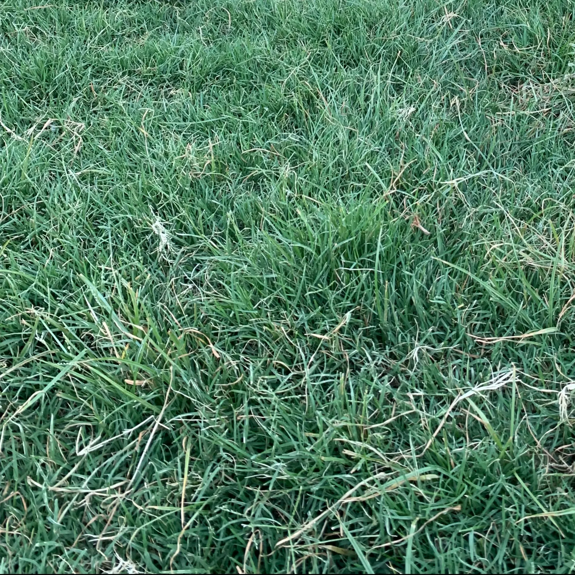 dani OnlyFans header