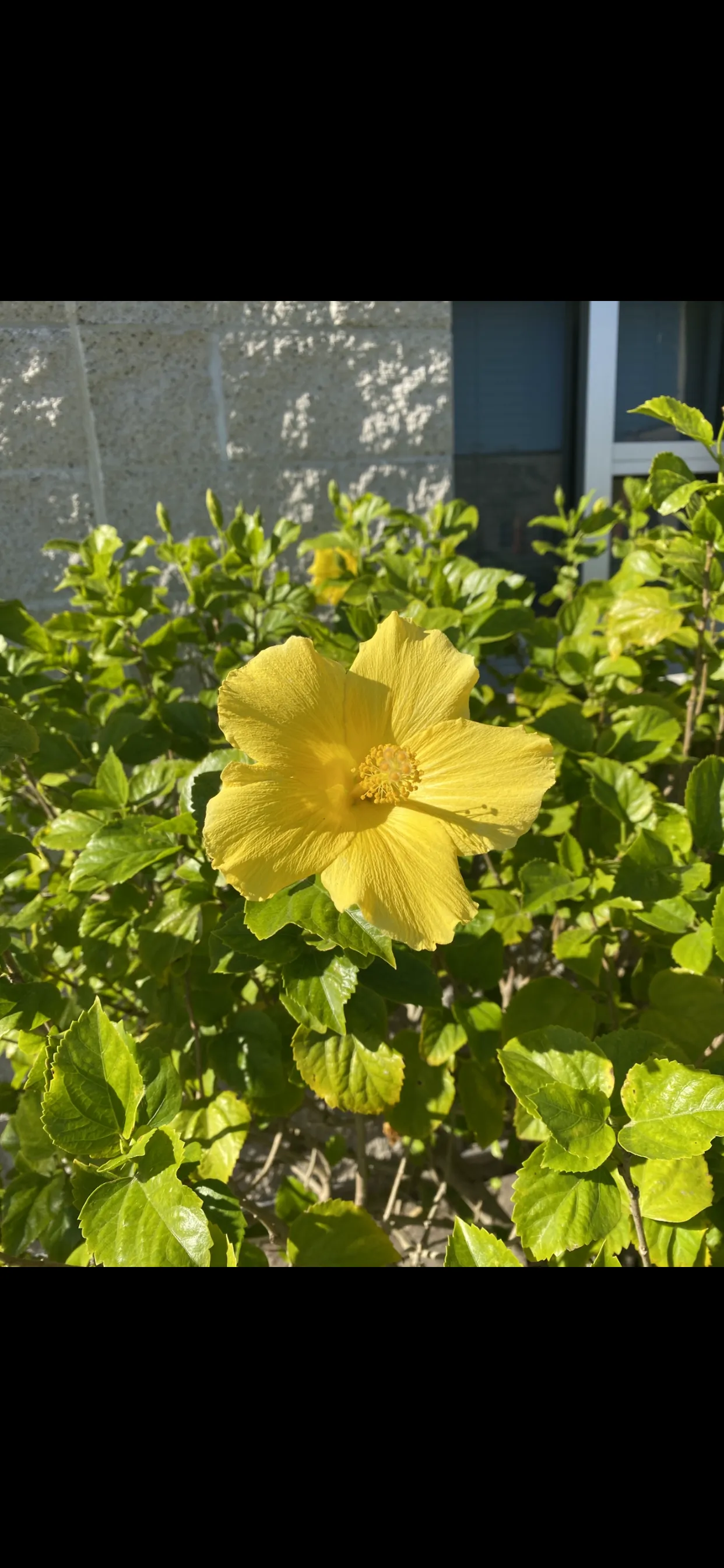 Callie Love OnlyFans header