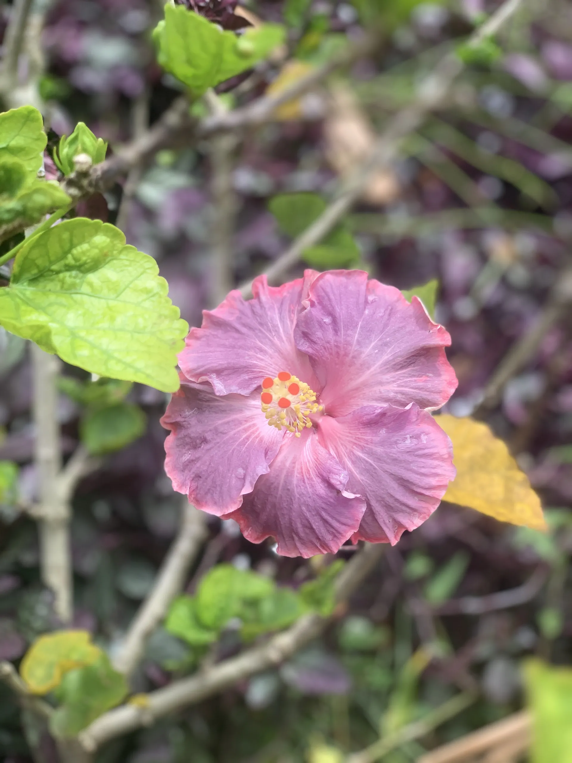 Beach girl OnlyFans header