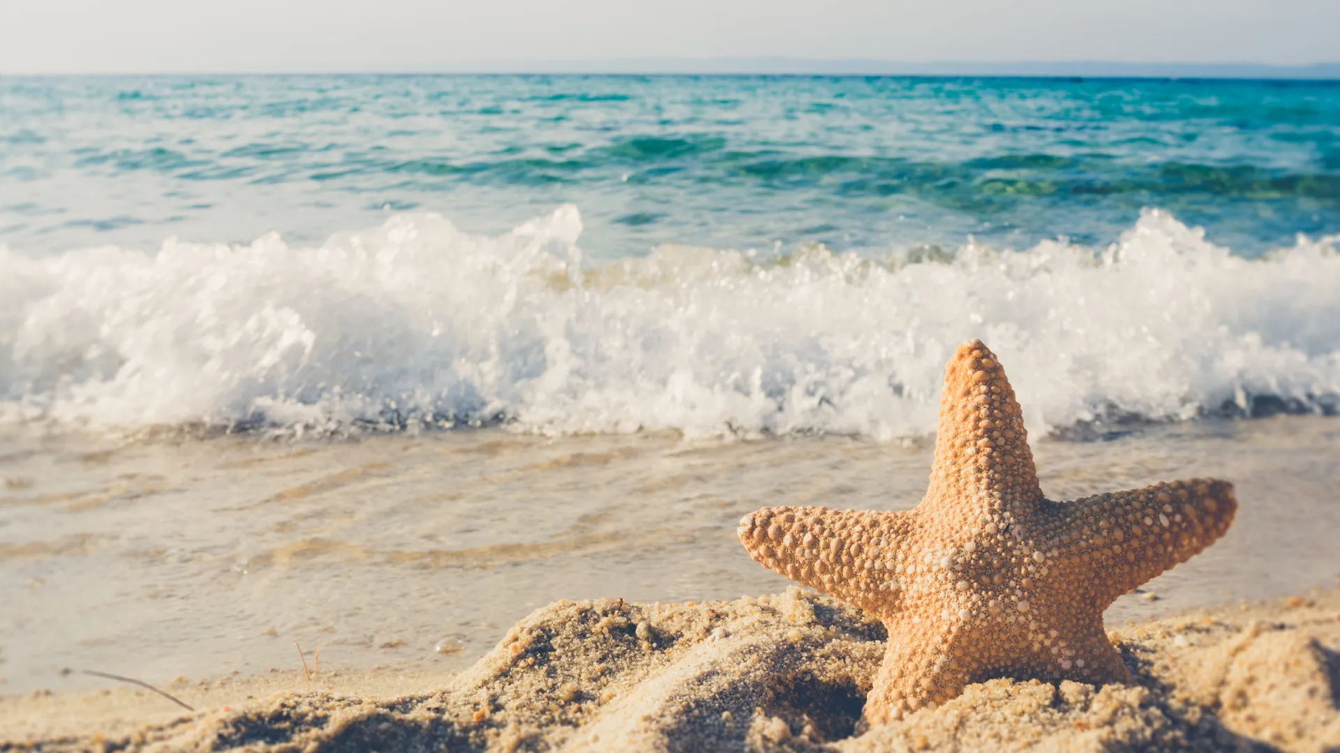 beach life OnlyFans header