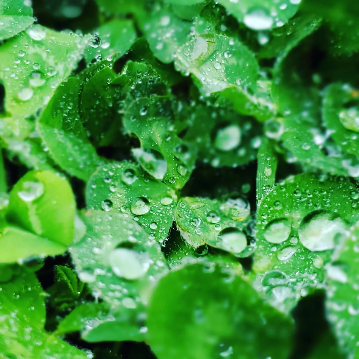 Beanie OnlyFans header