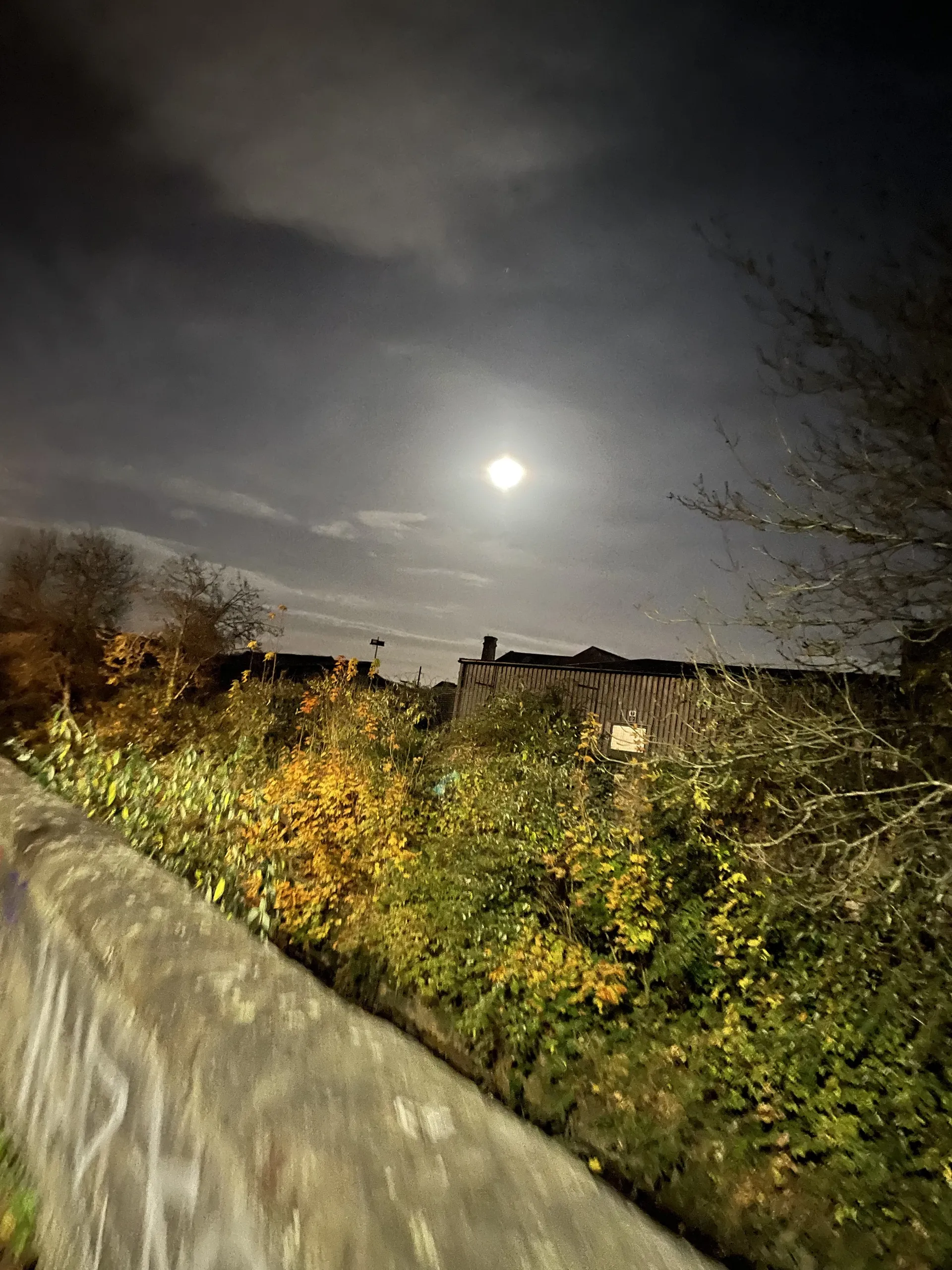 Bear OnlyFans header