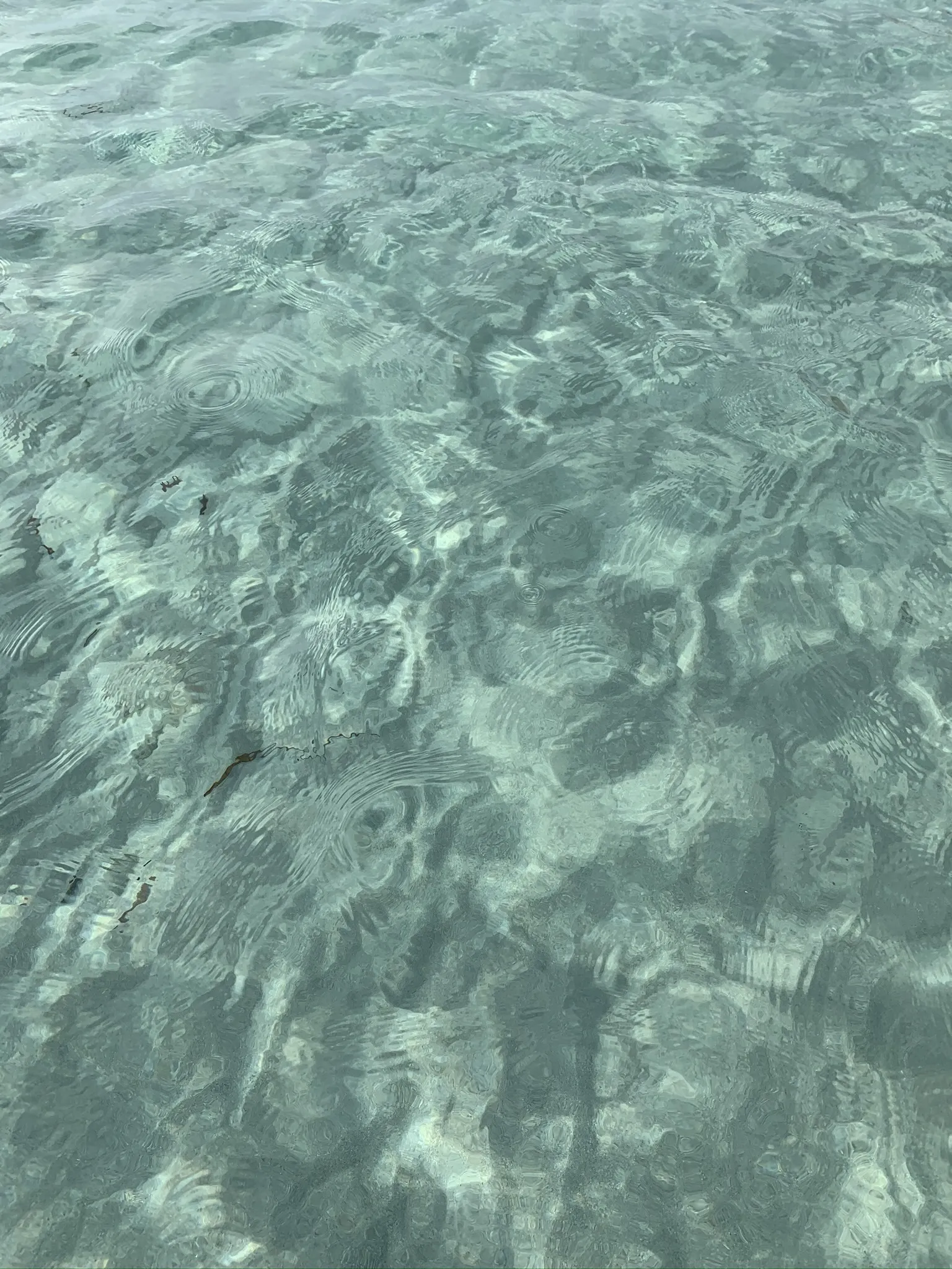 Bear 2020 OnlyFans header