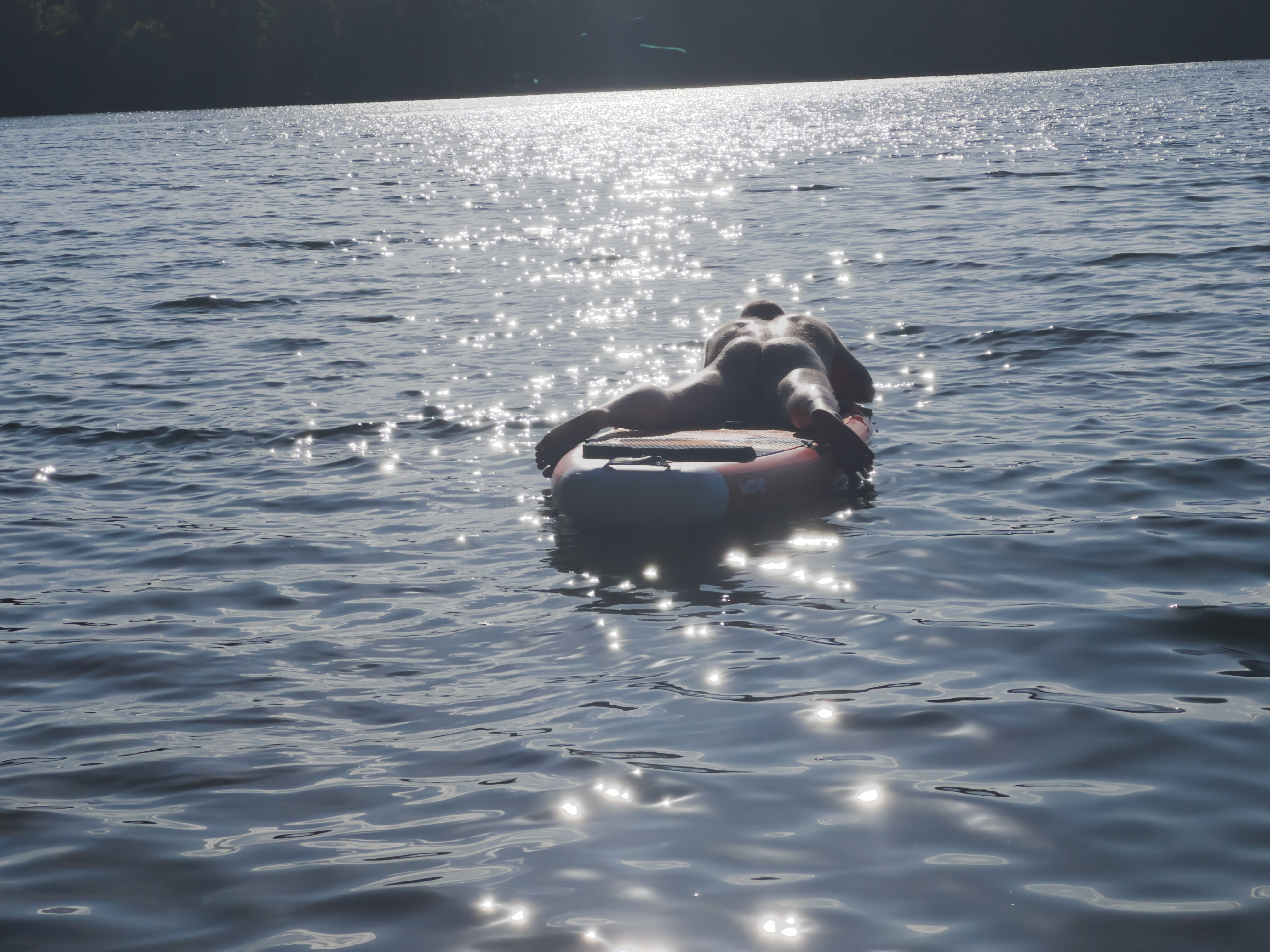 bearassment OnlyFans header