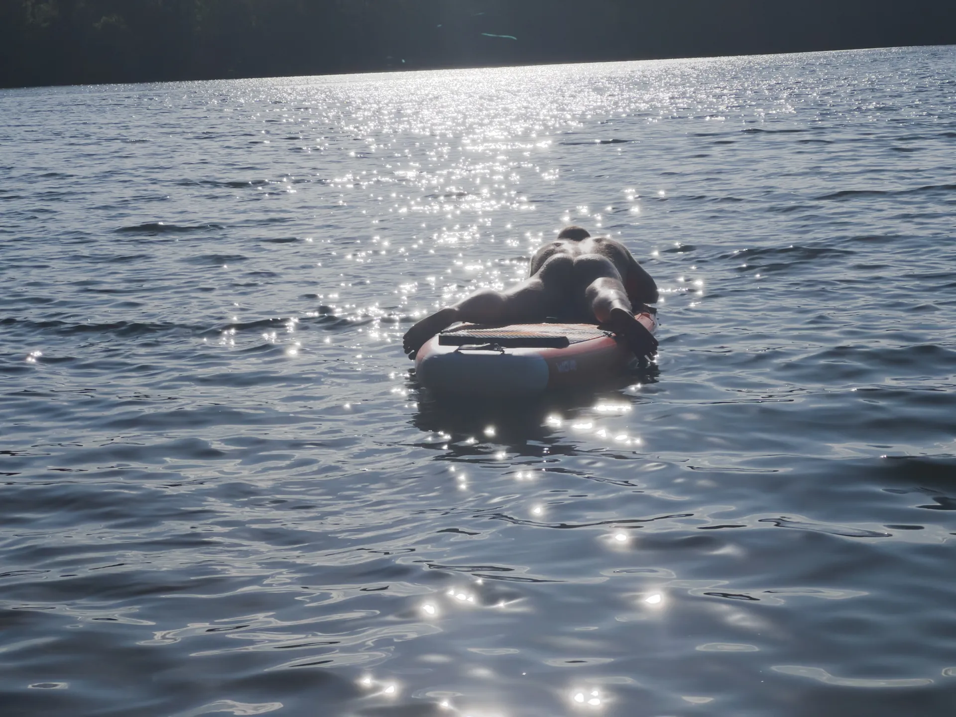 bearassment OnlyFans header