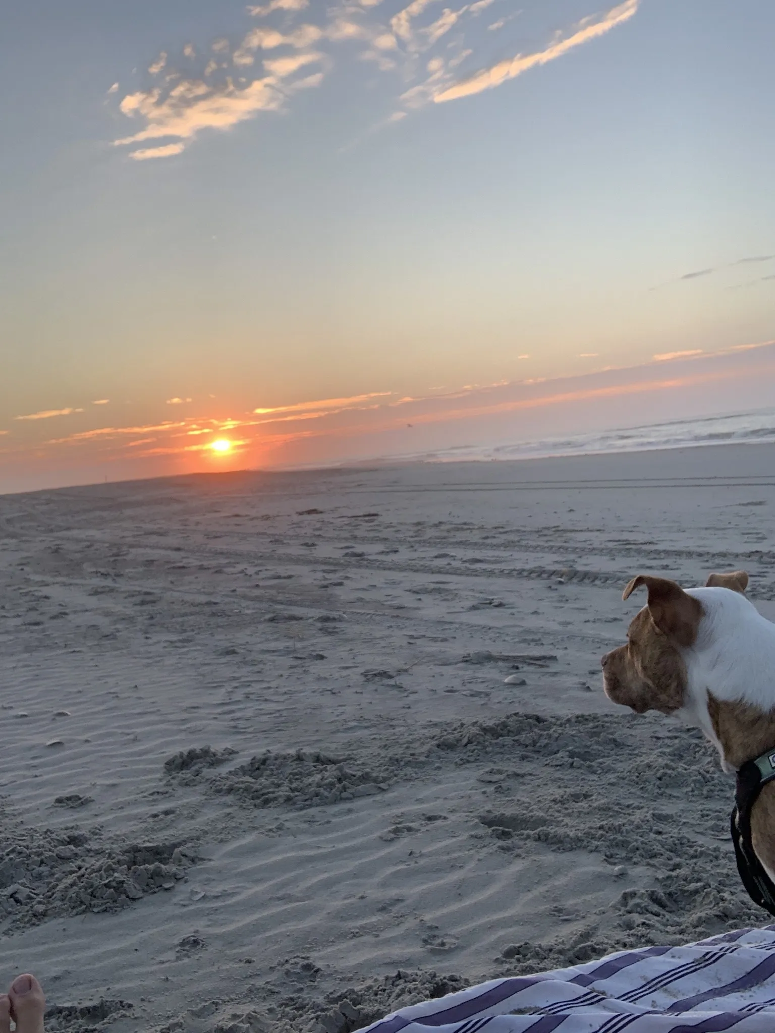 BEAR412 OnlyFans header