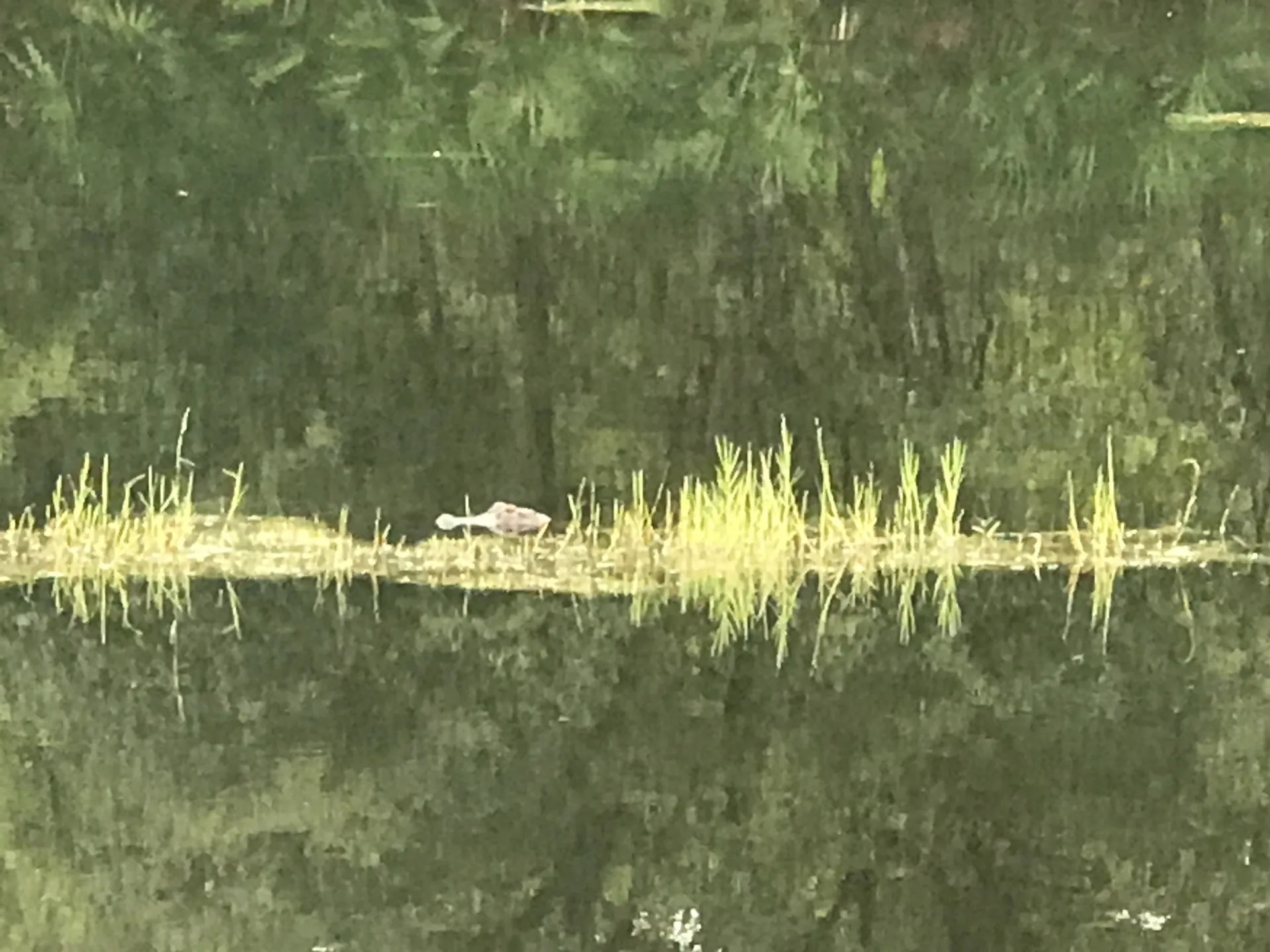 u1355848 OnlyFans header