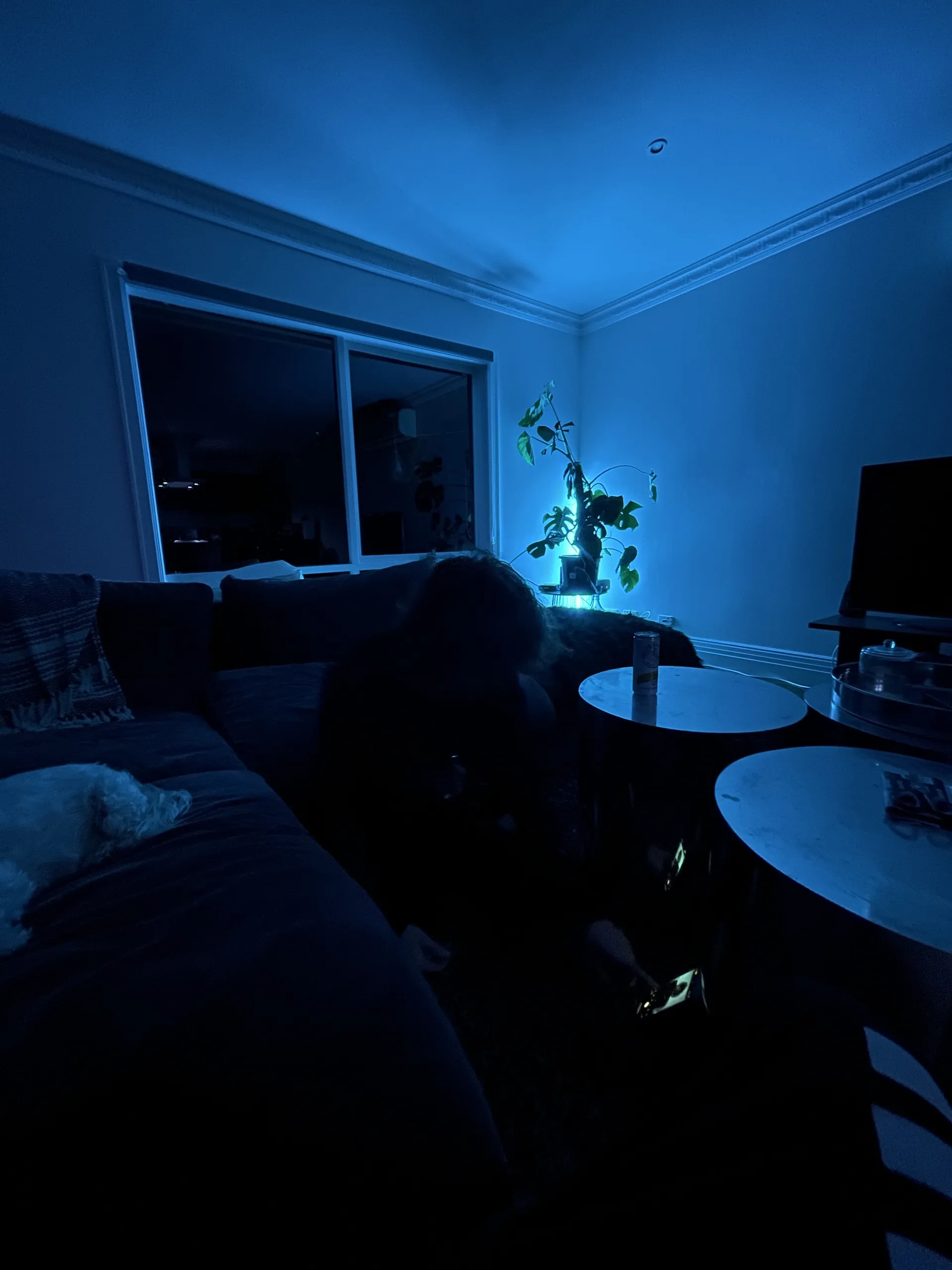 Beardedau OnlyFans header