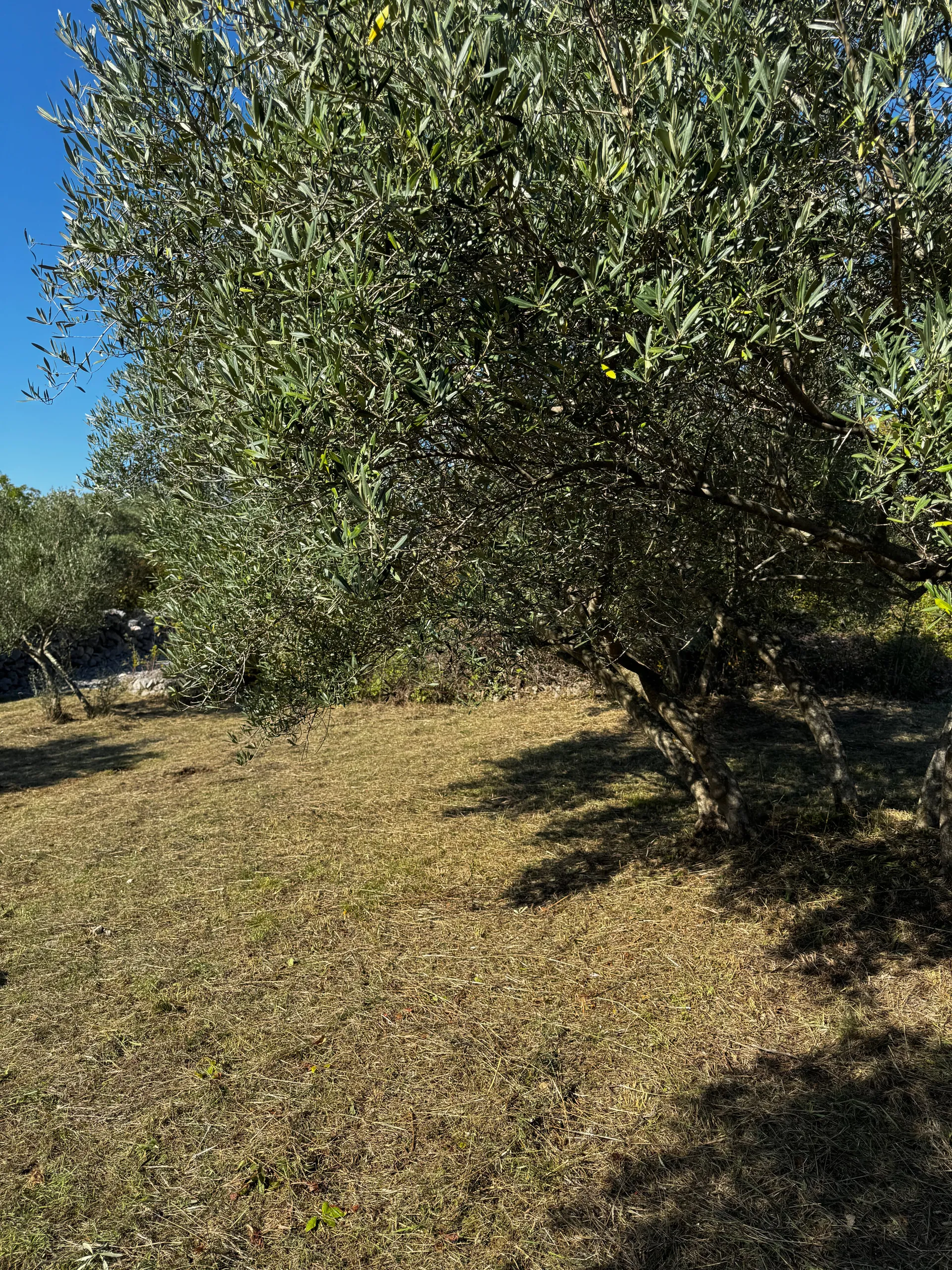 BearLover992 OnlyFans header