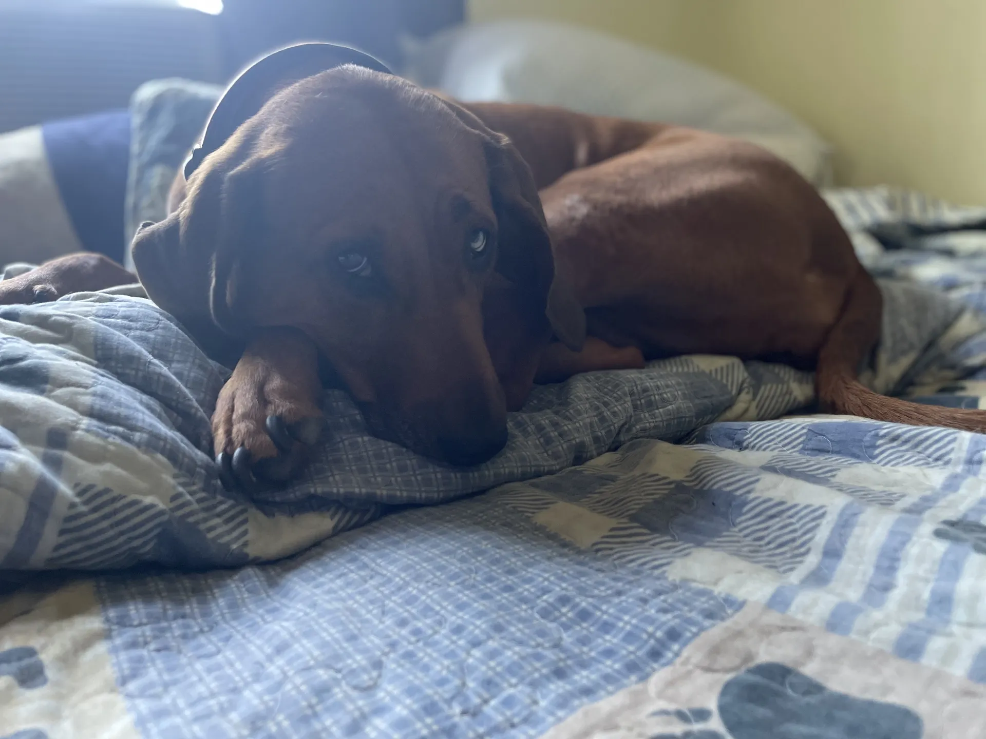 Hank Christy OnlyFans header