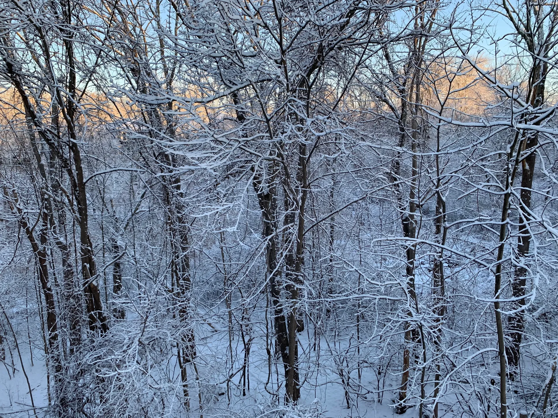 Bear OnlyFans header