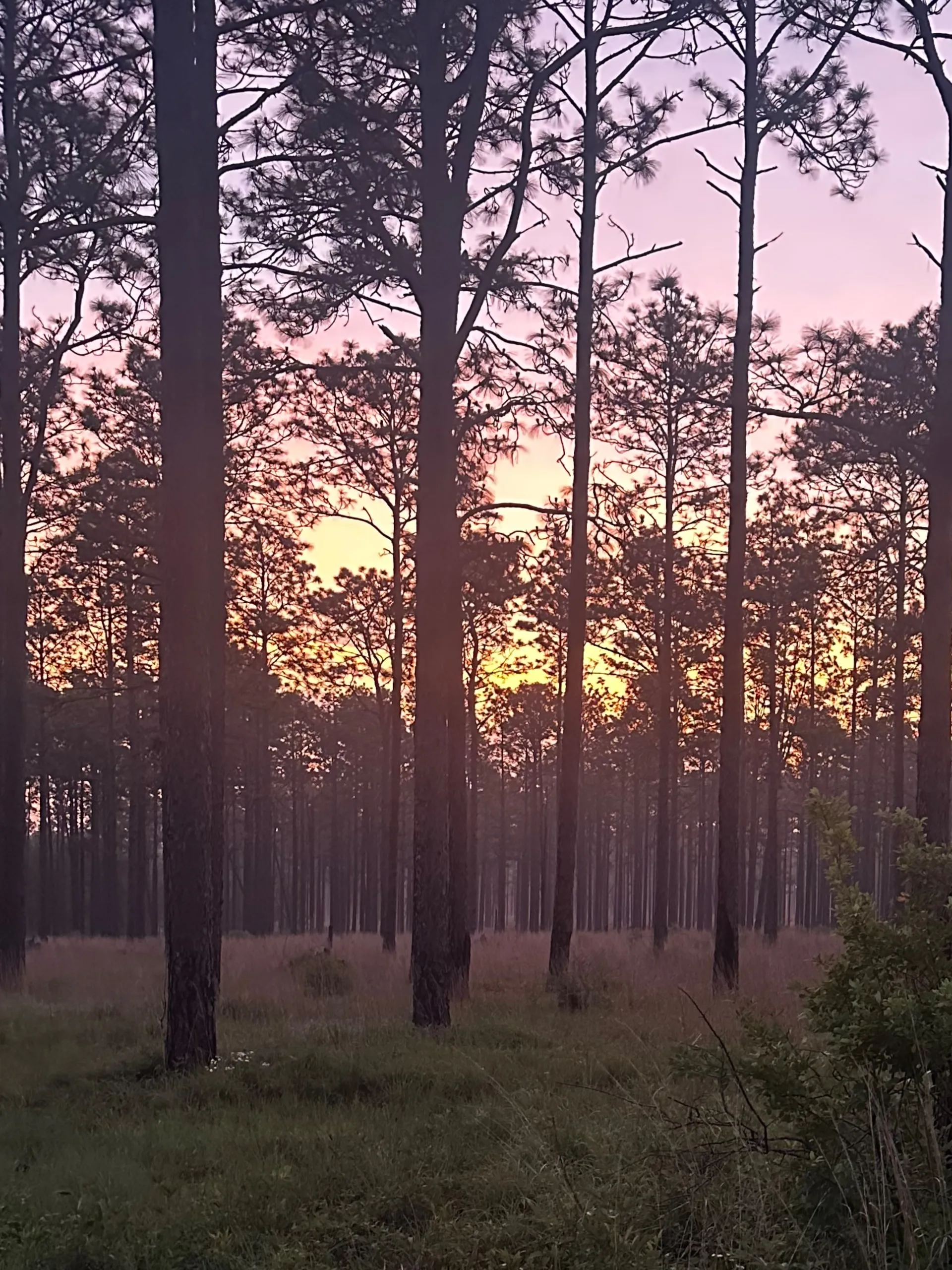 Beast Of no Name OnlyFans header