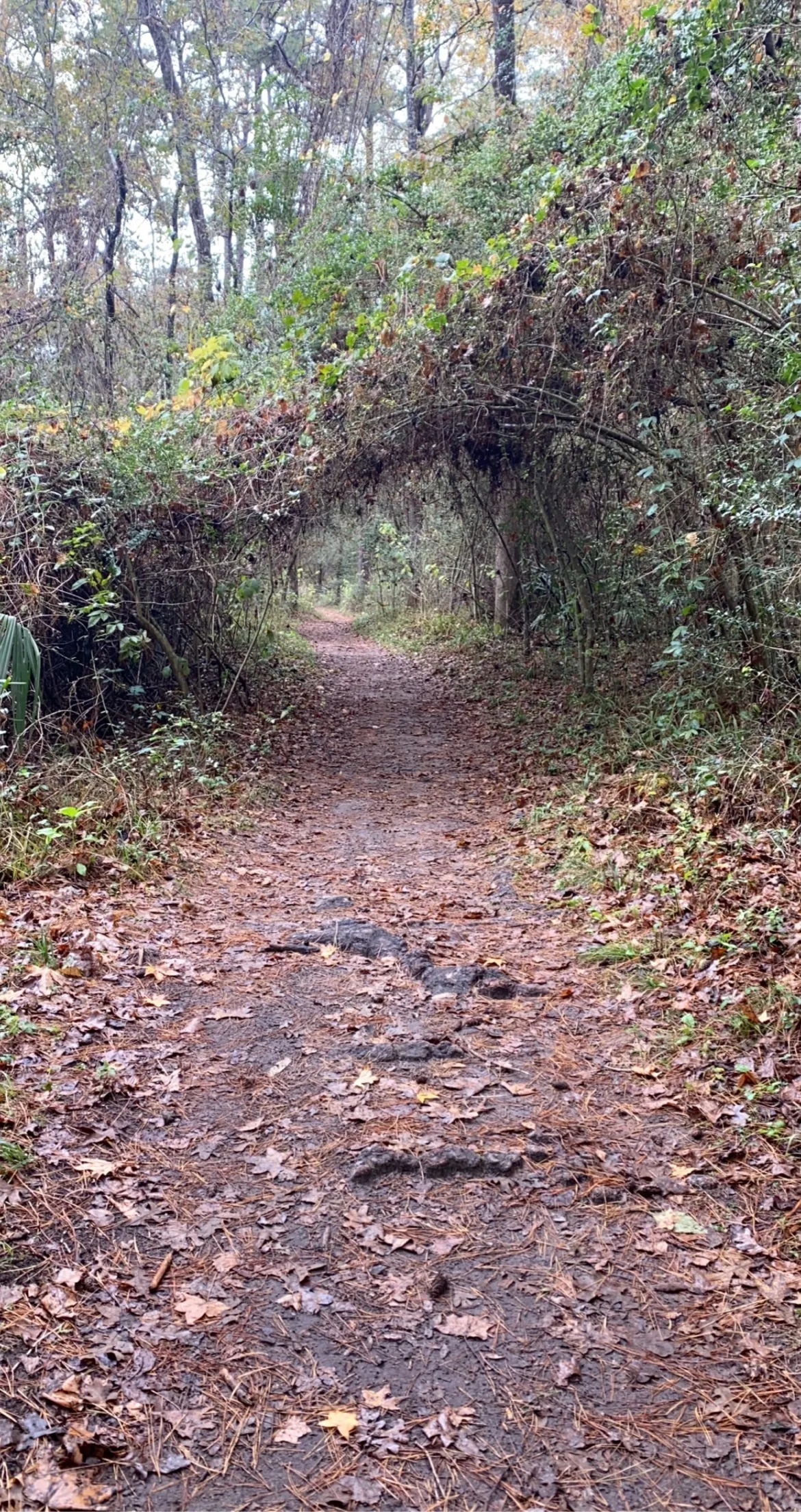 Beast OnlyFans header