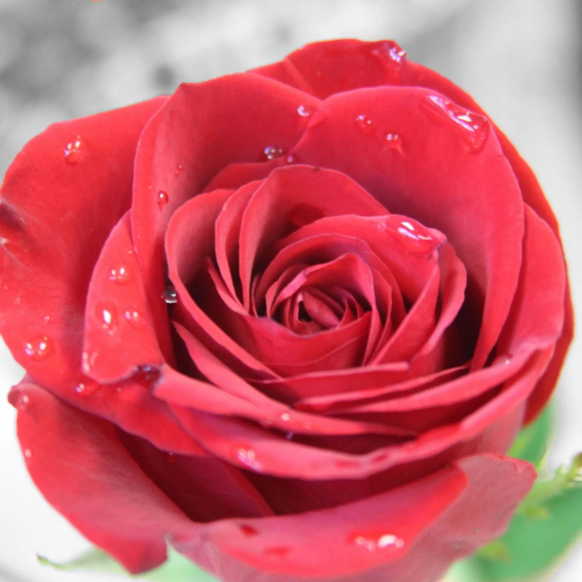 CurvyCutieLex OnlyFans header