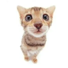 woman OnlyFans header